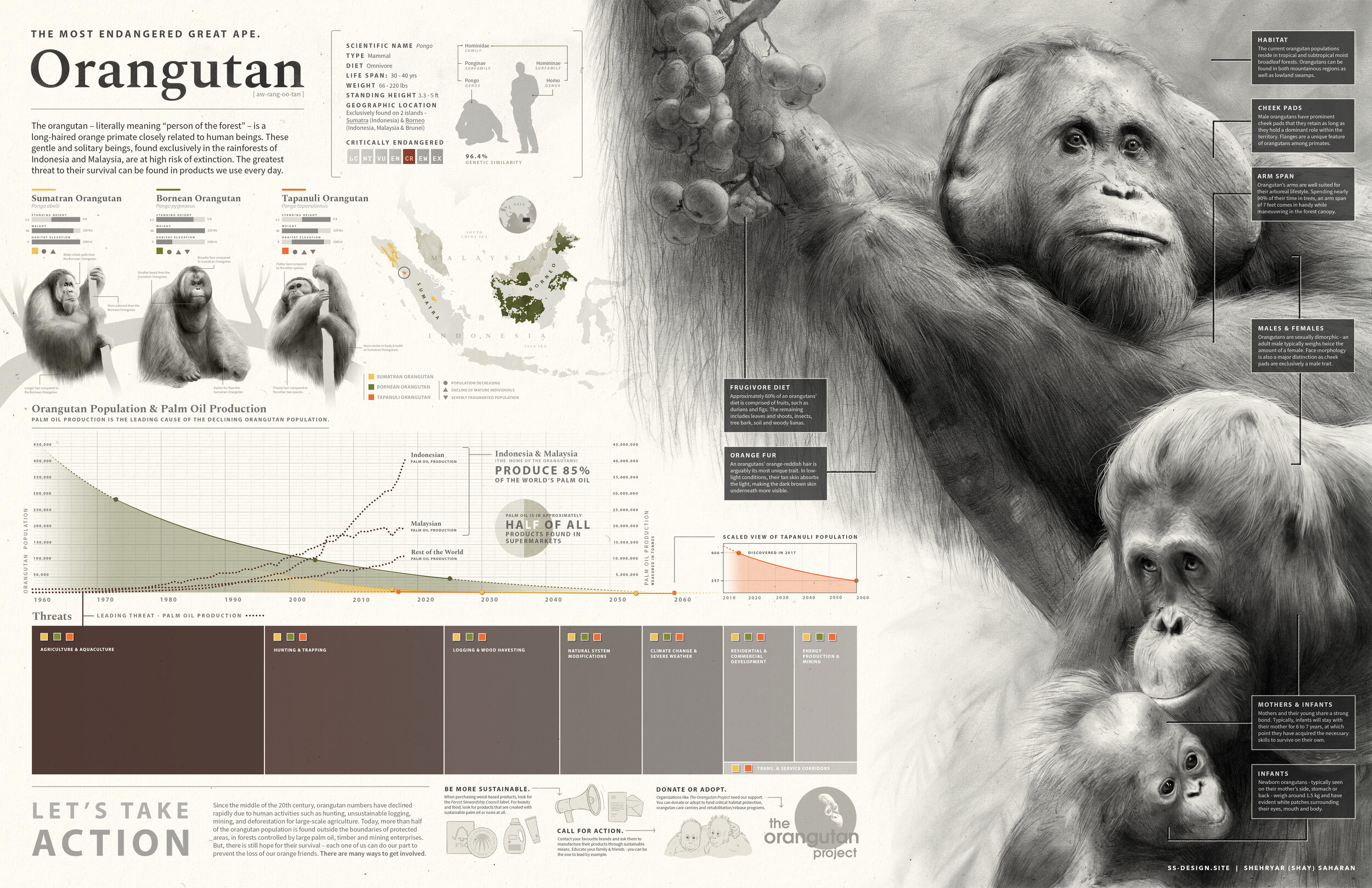 The most endangered great ape: Infographic on threats to the orangutan population.