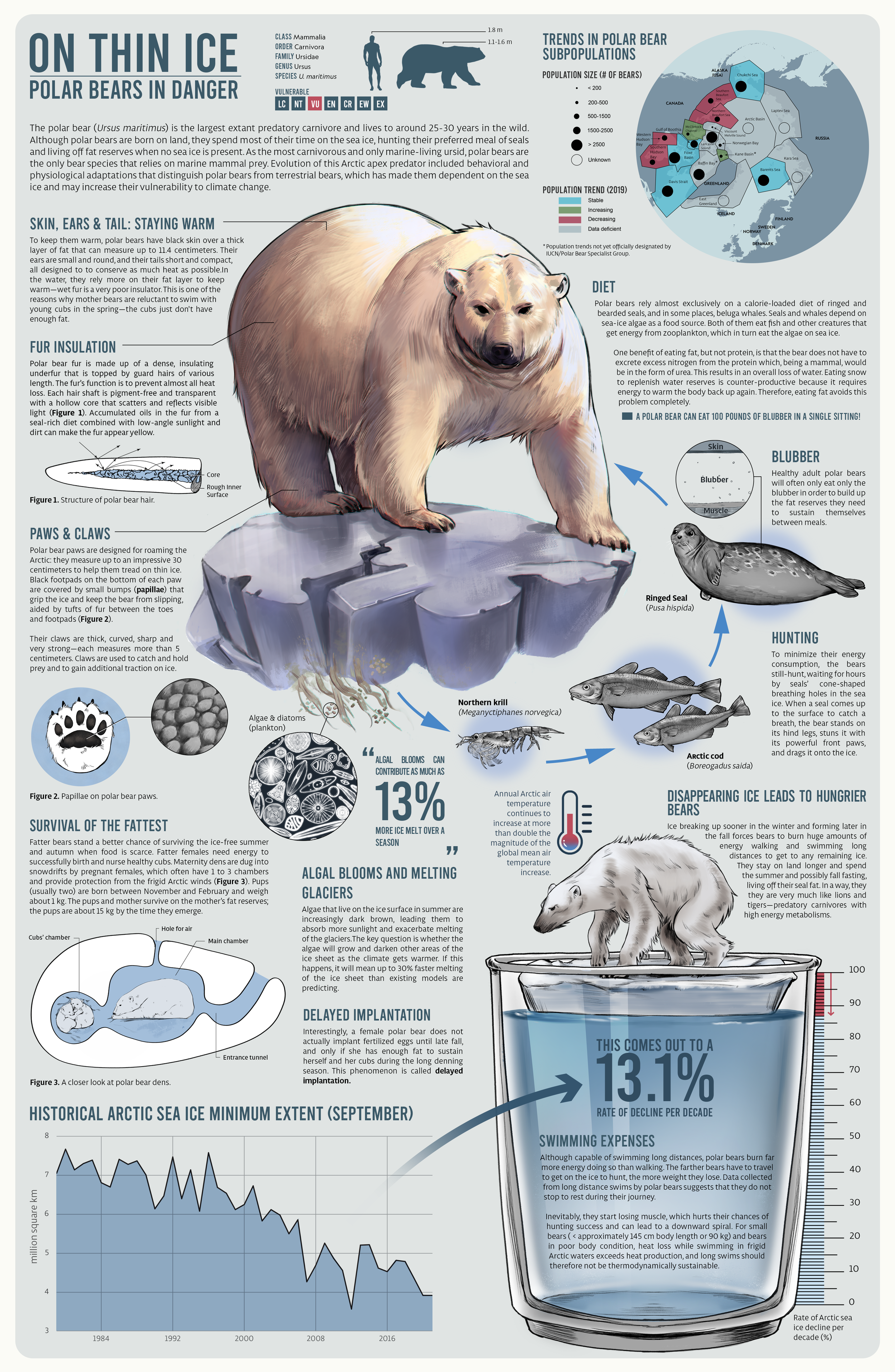 On thin ice: Infographic on threats to the polar bear population.