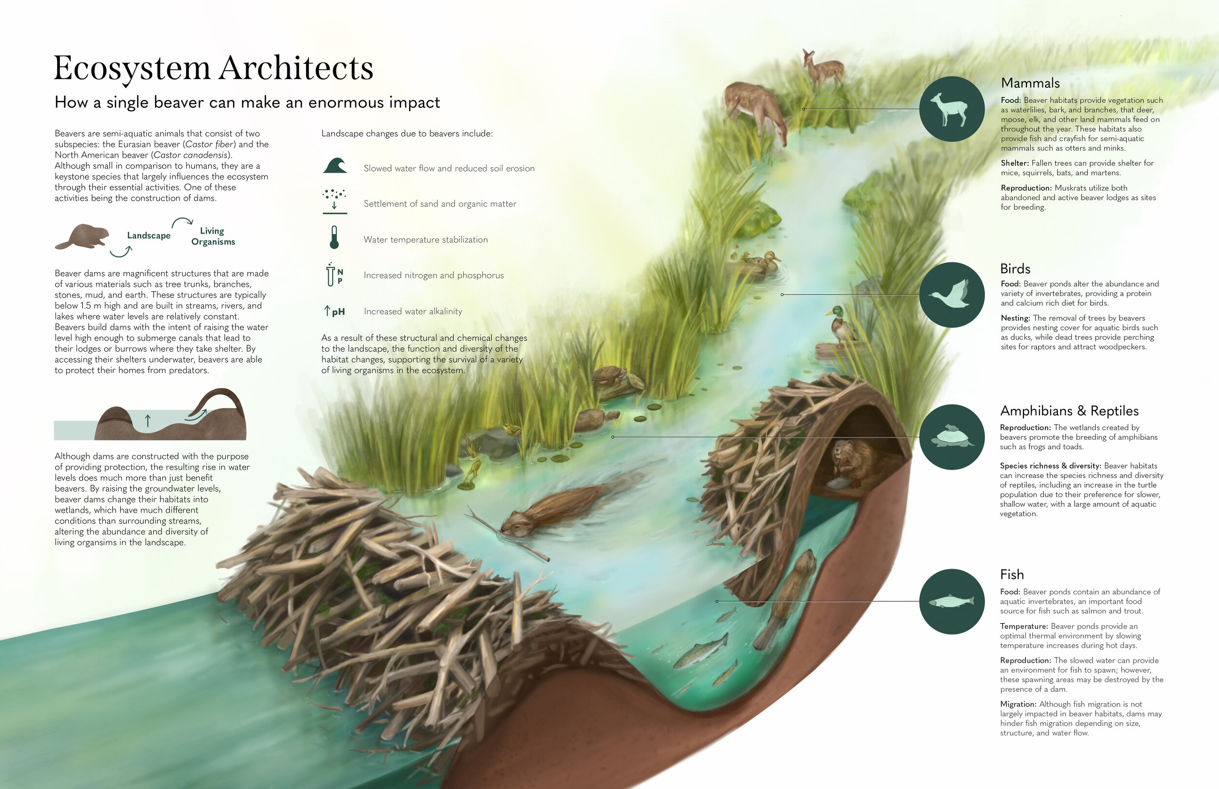 Ecosystem Architects: Infographic on the beaver's impact on an aquatic ecosystem.