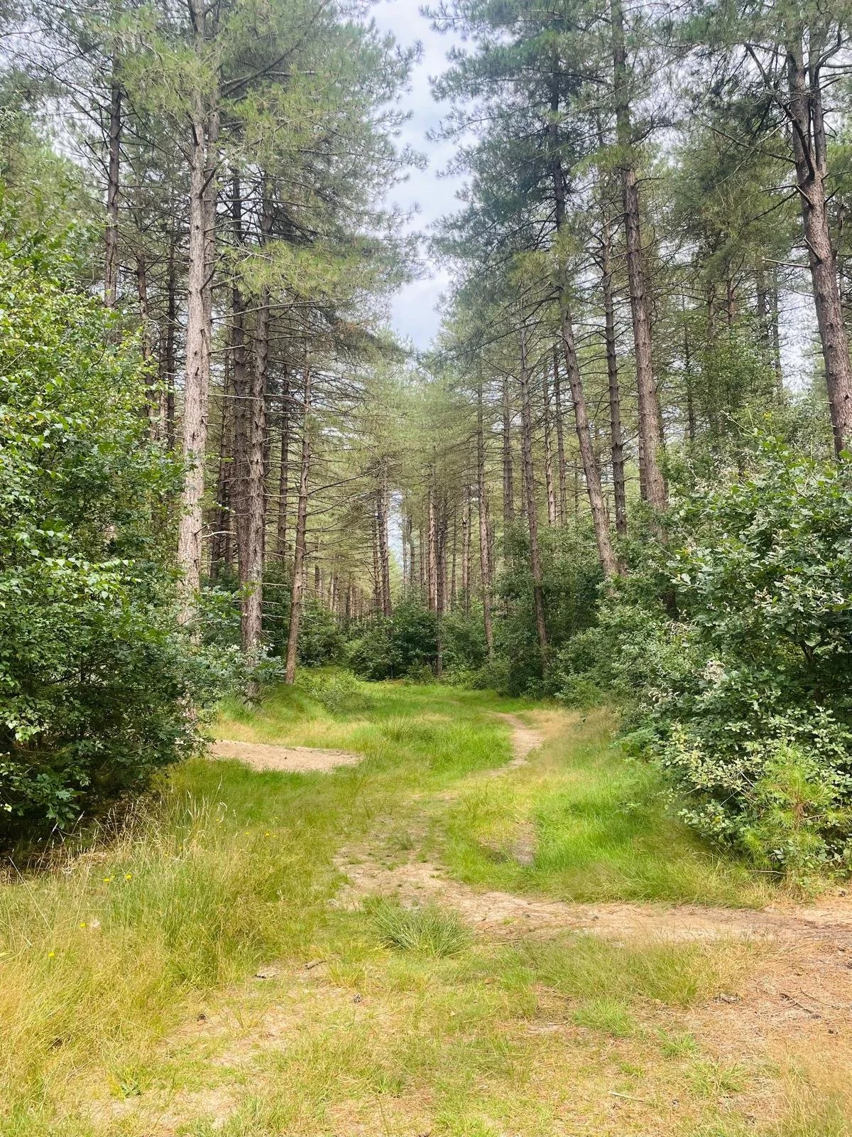 DIRTY DUTCH RIDE (ALL SIZES)