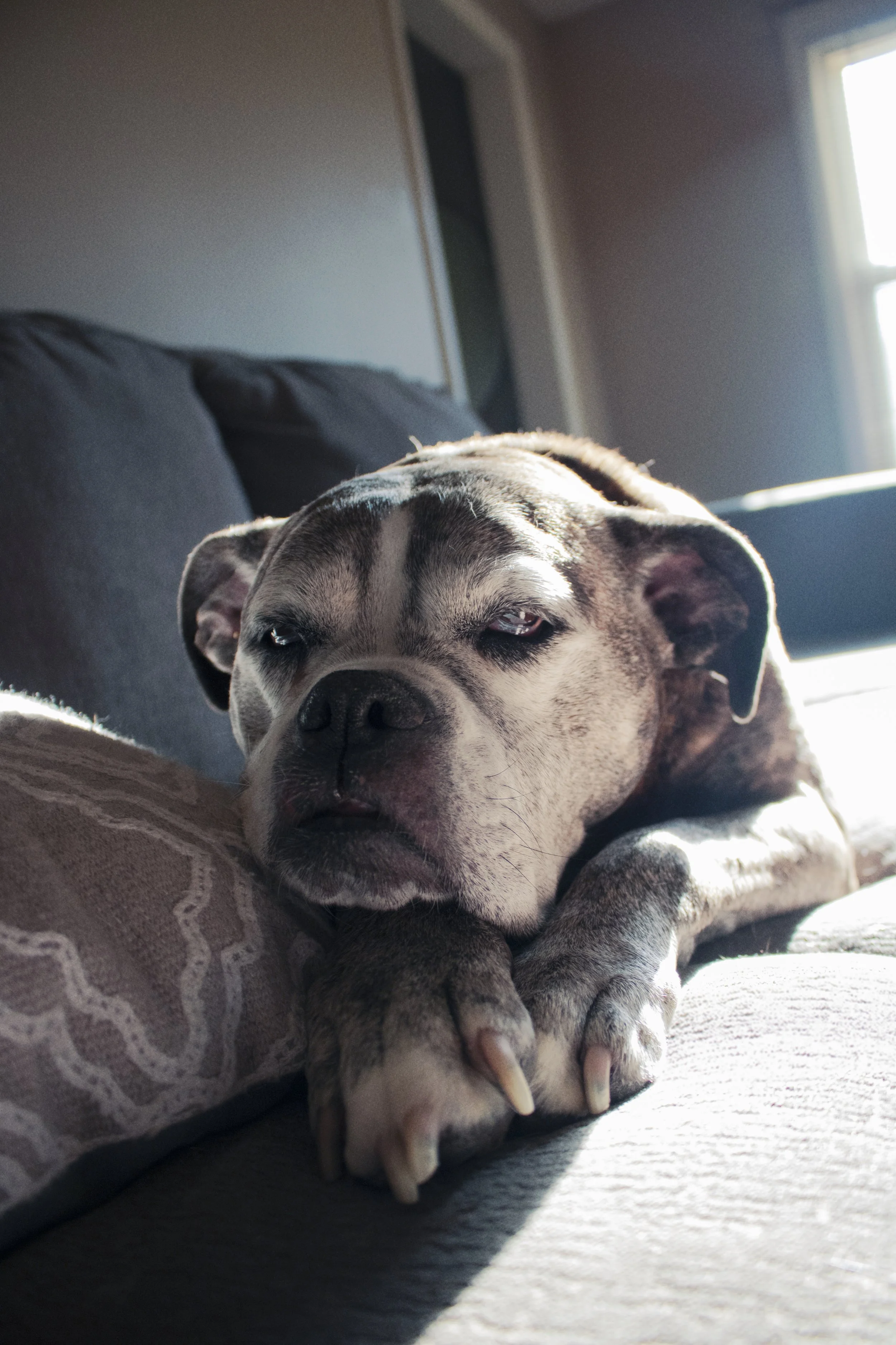 Bella.jpg