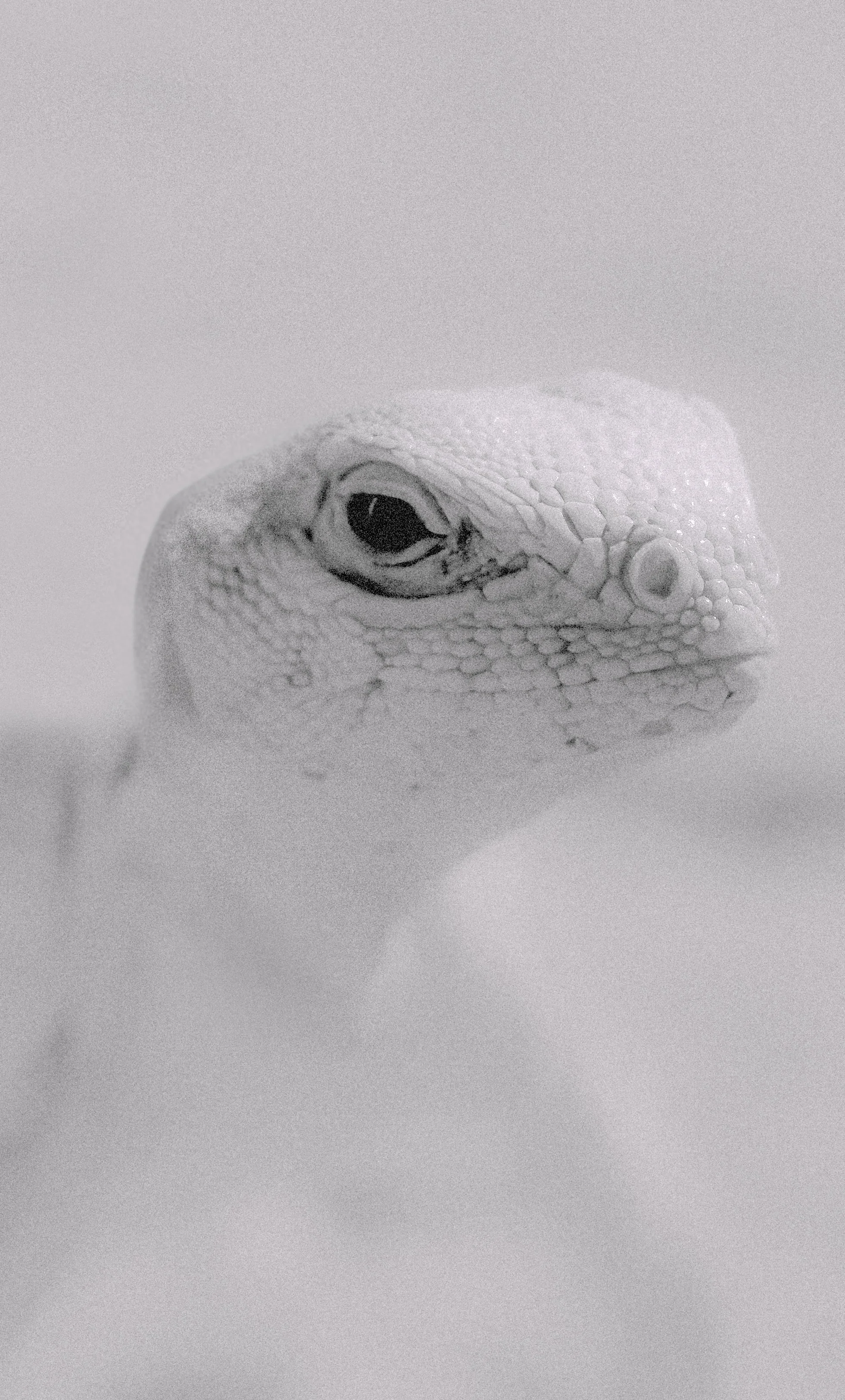 Lizard2.jpg