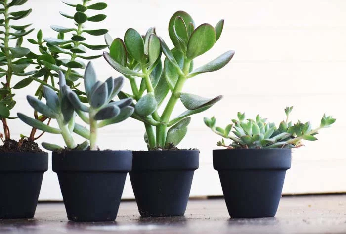Chalkboard Succulent Pots