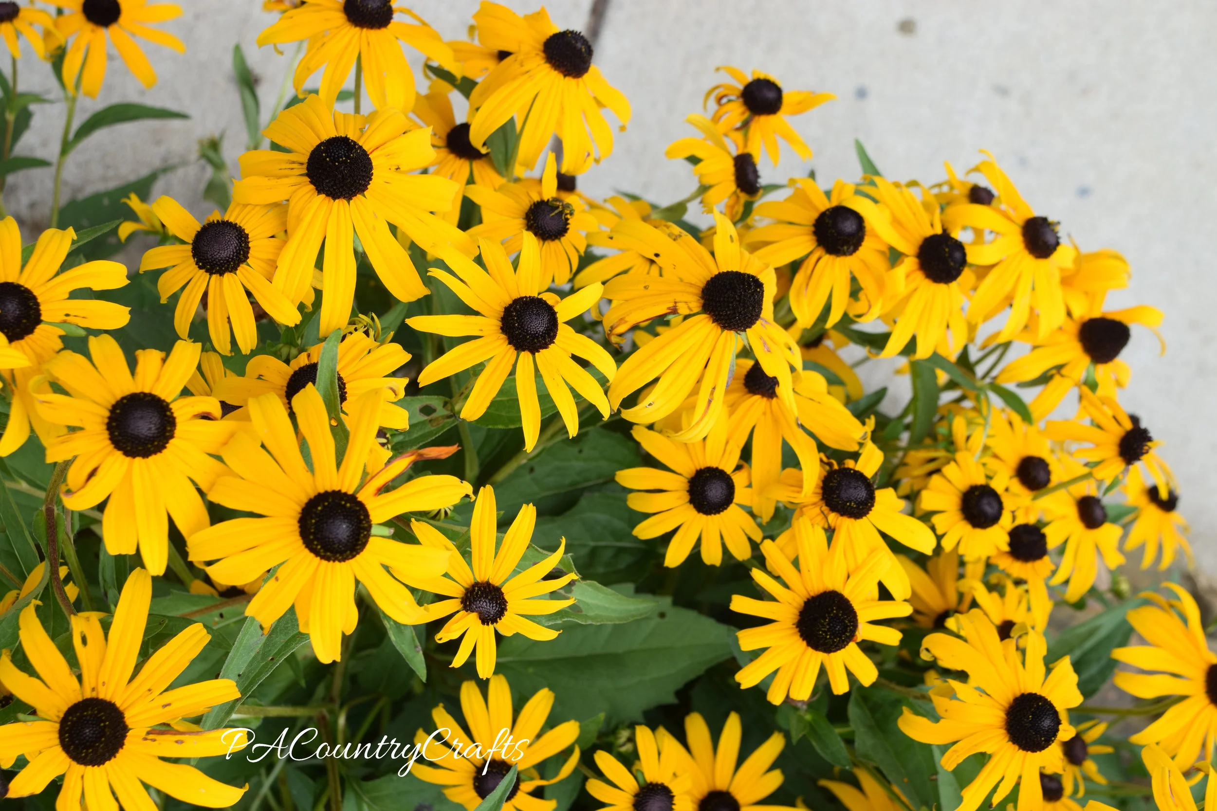 black eyed susans