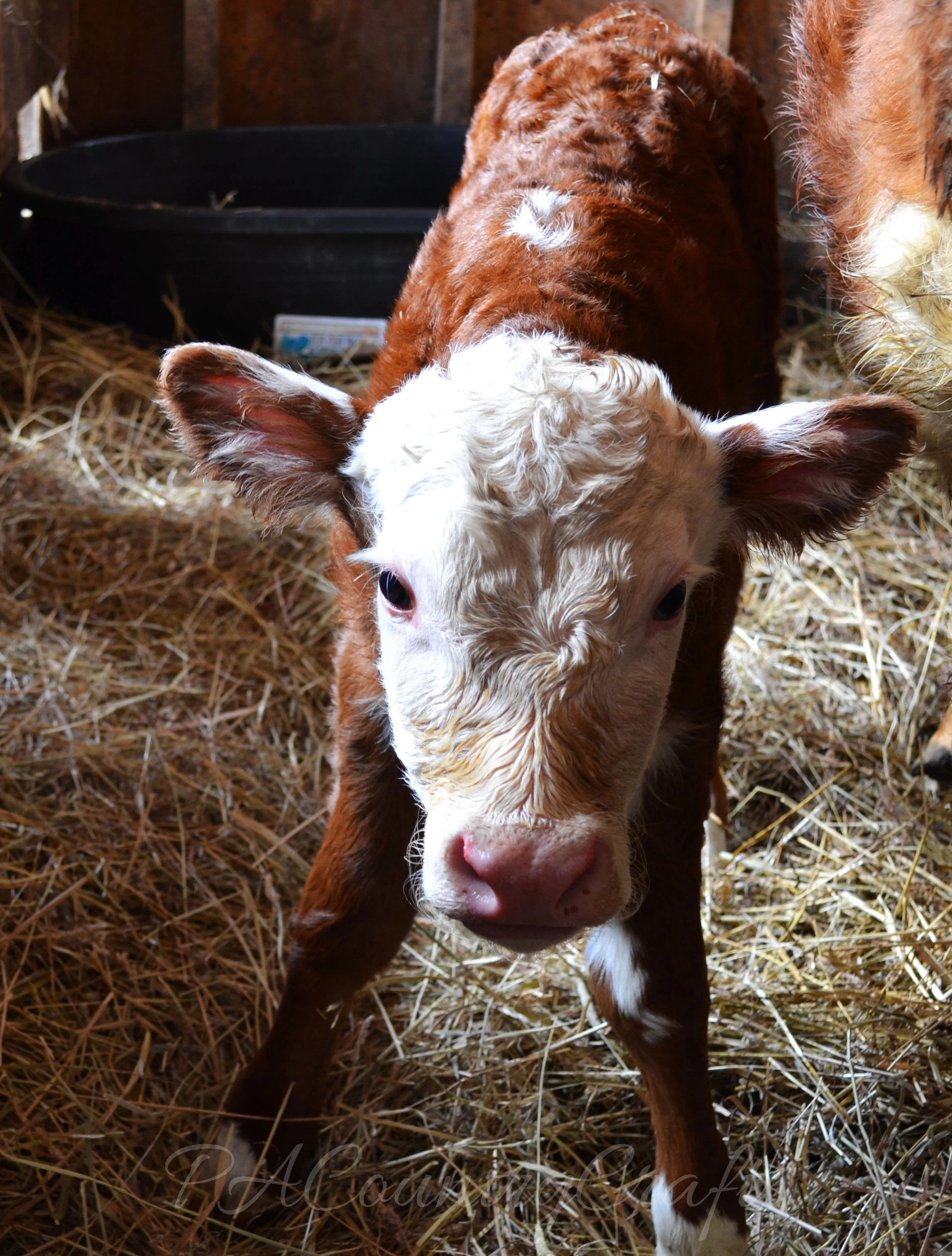 wobbly new calf standing