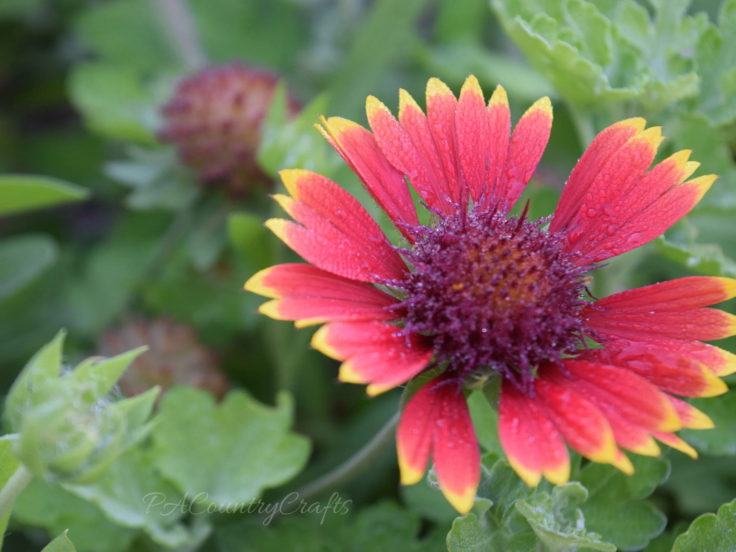 dew on blanket flower