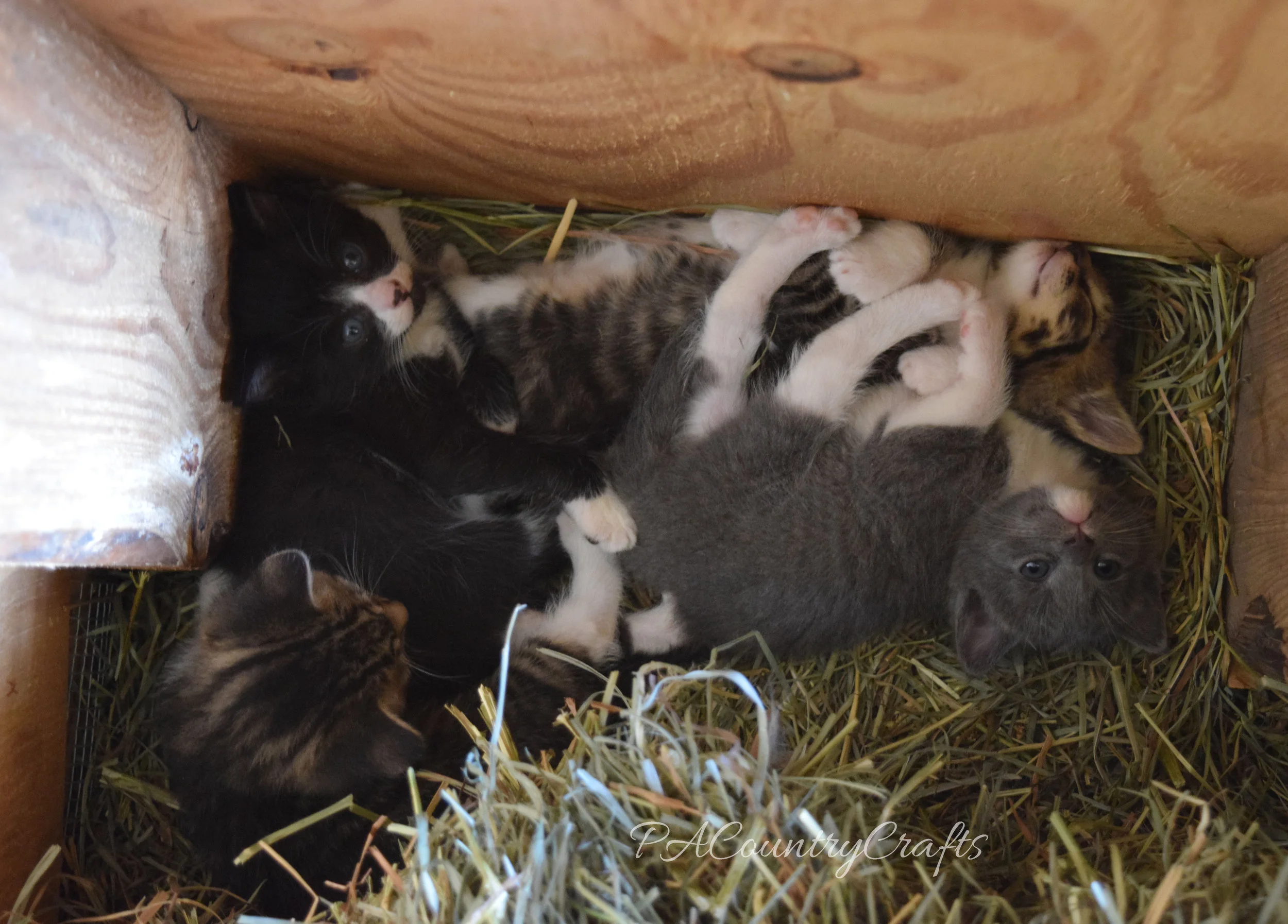 litter of kittens