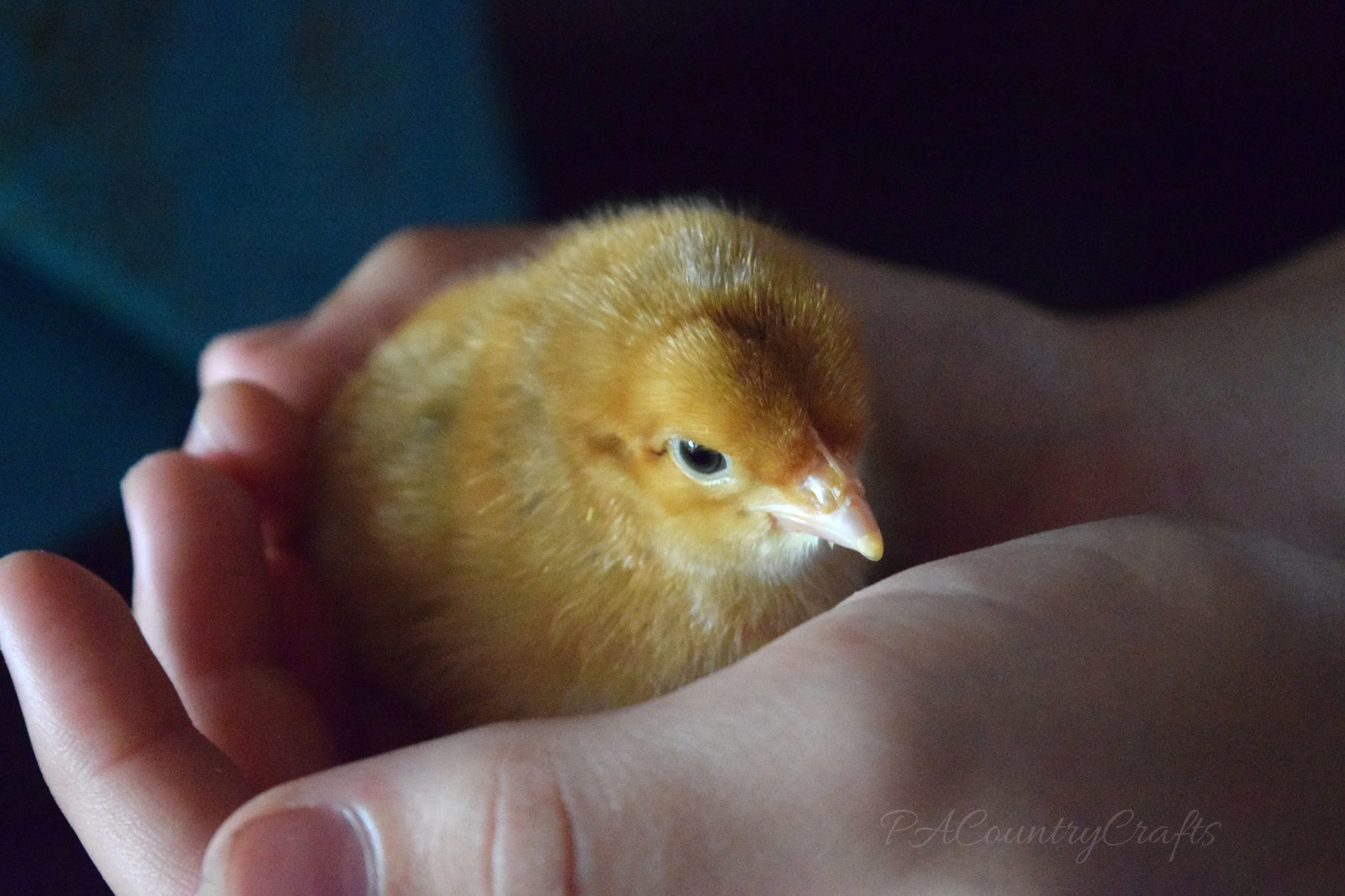 chick