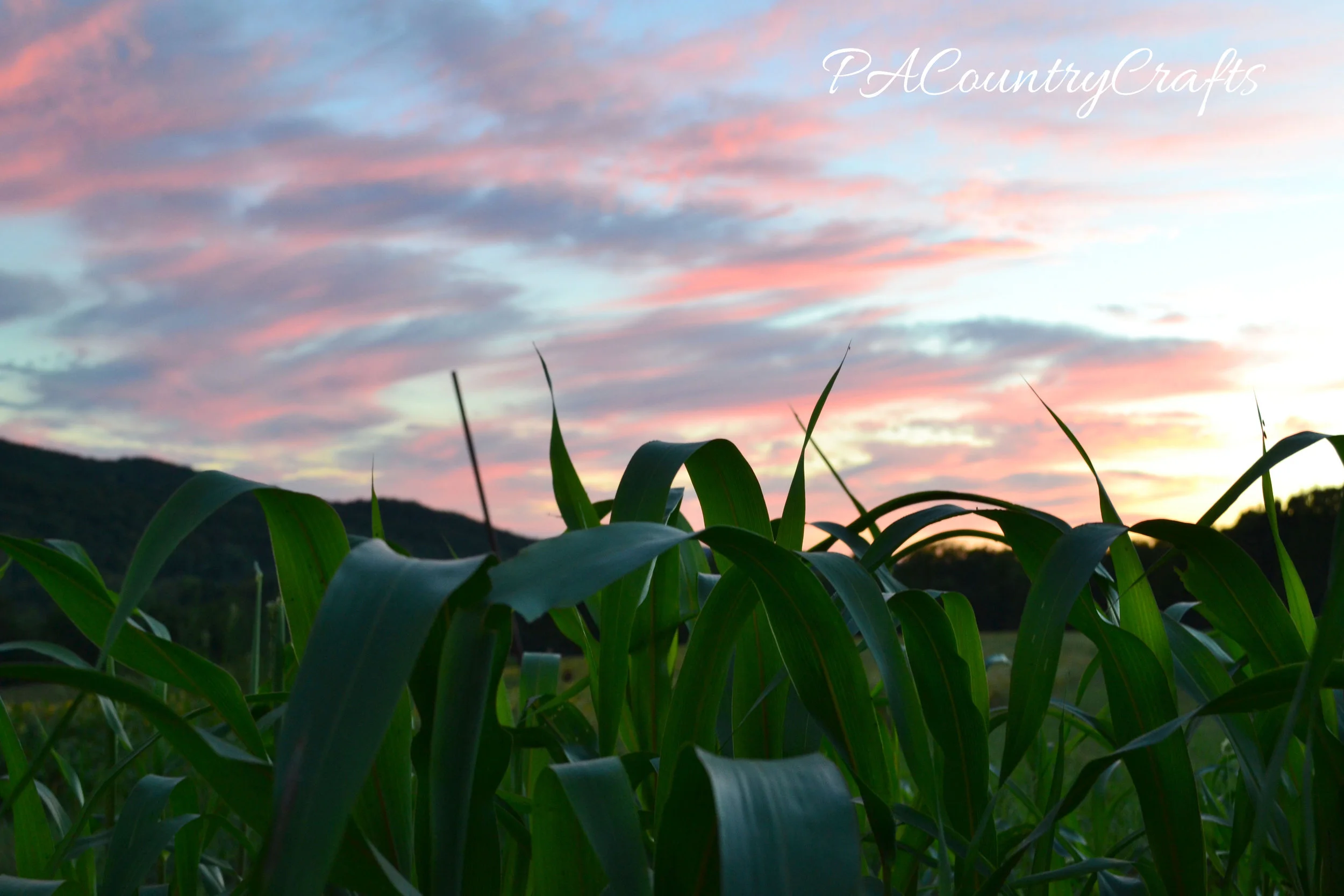 sunset over sudan grass field