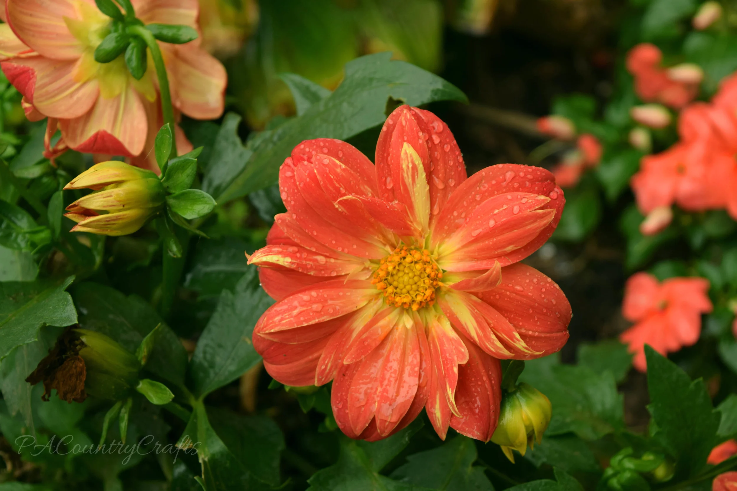 raindrops on flowers