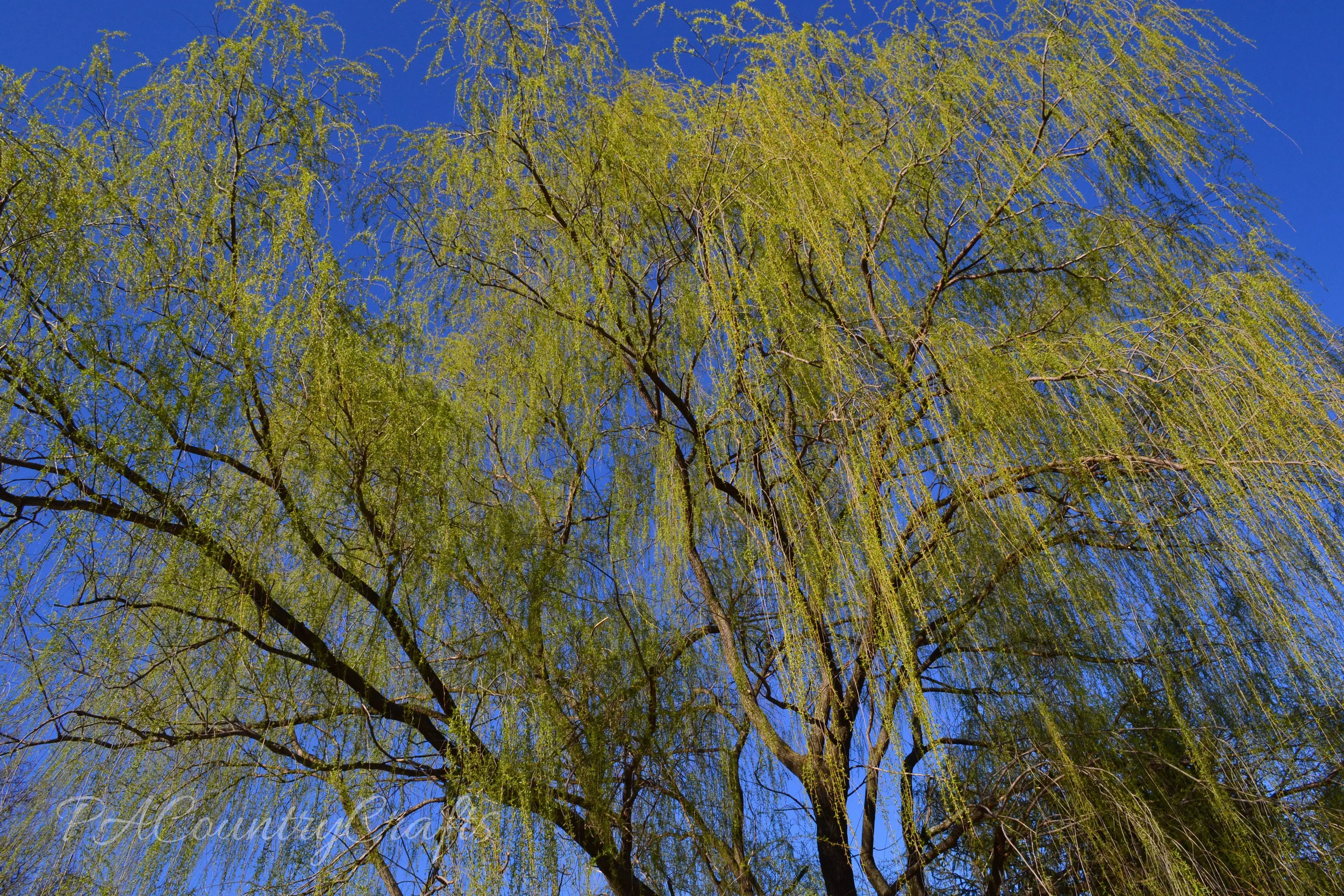 weeping willow tree buds