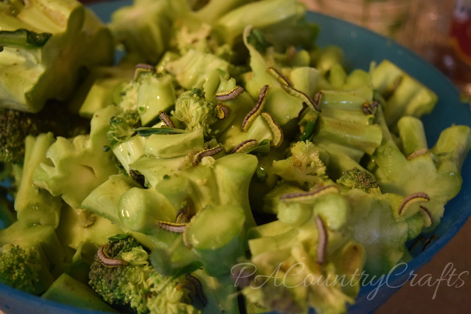 worms on broccoli