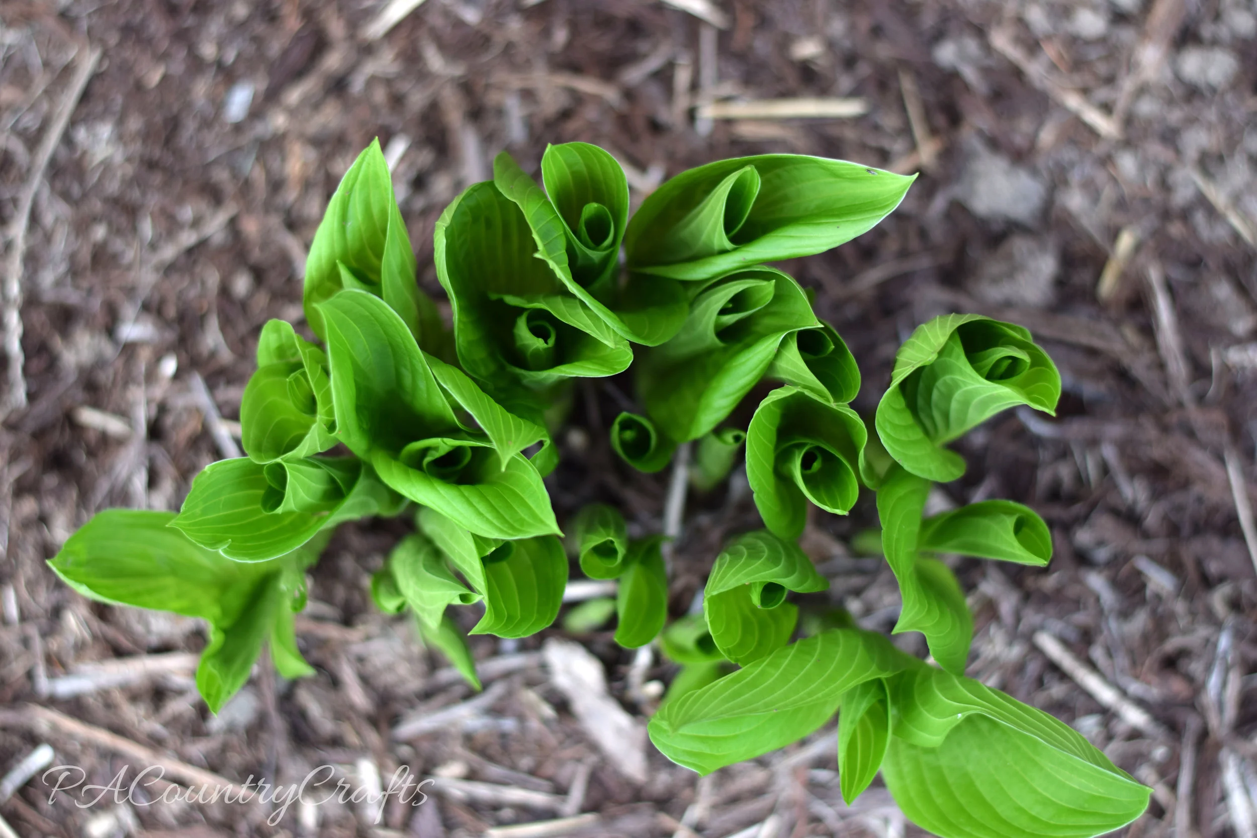 hostas