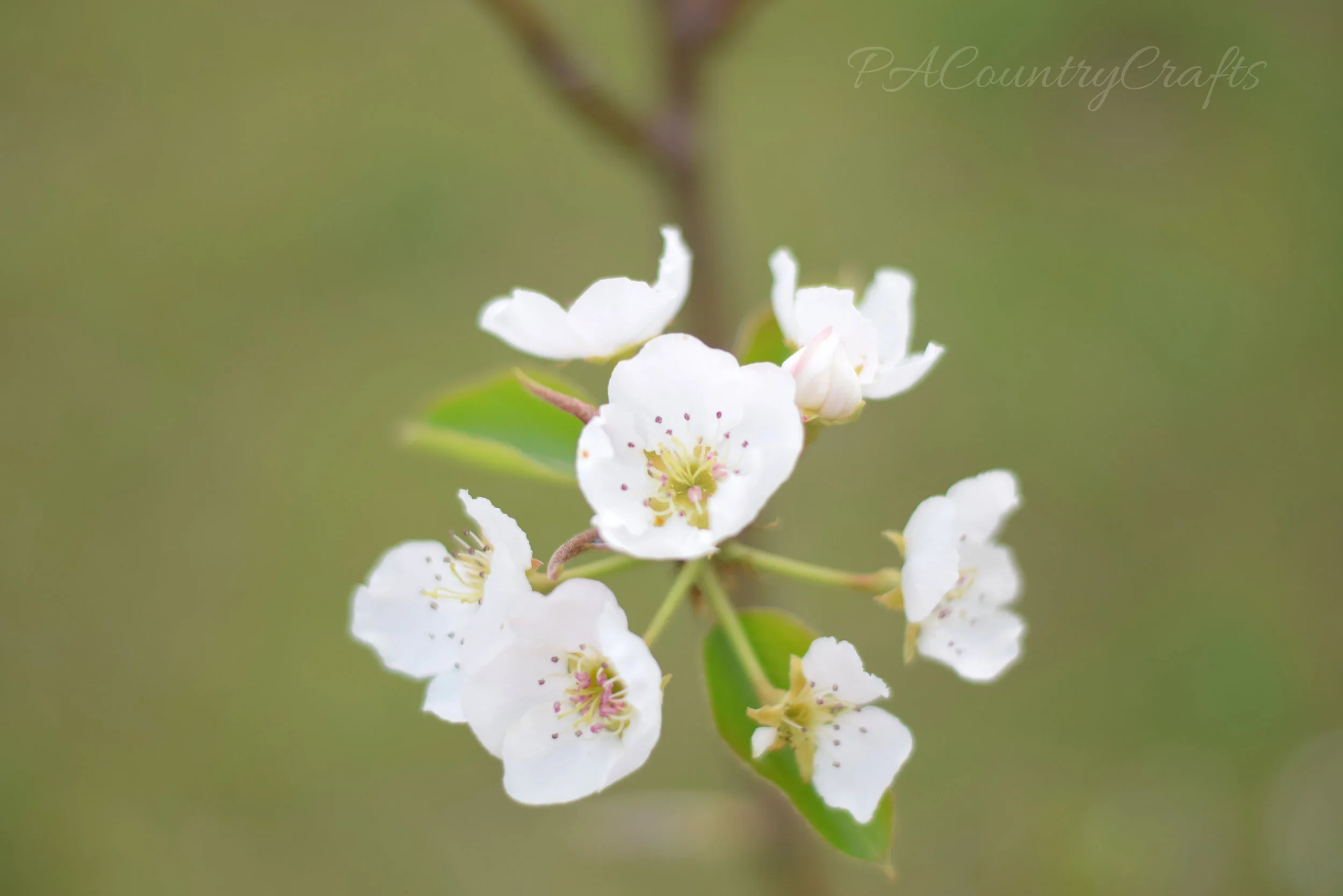 tree-blossoms