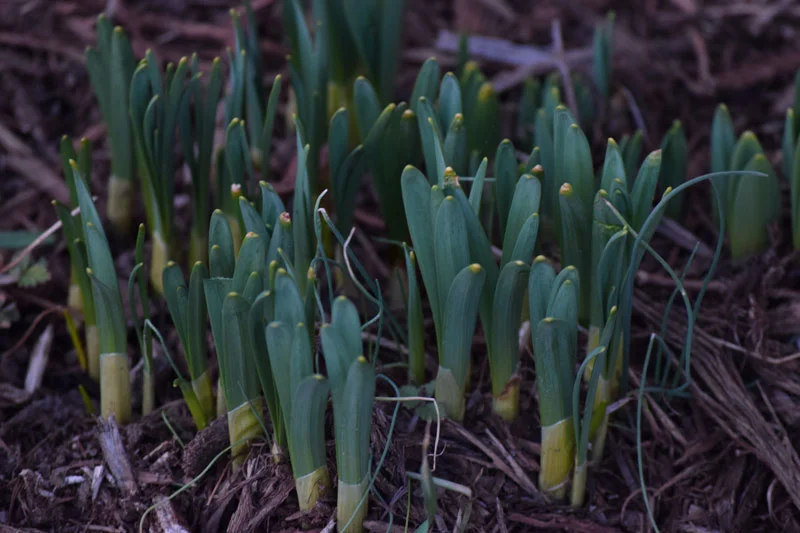 daffodils-peeking.jpg