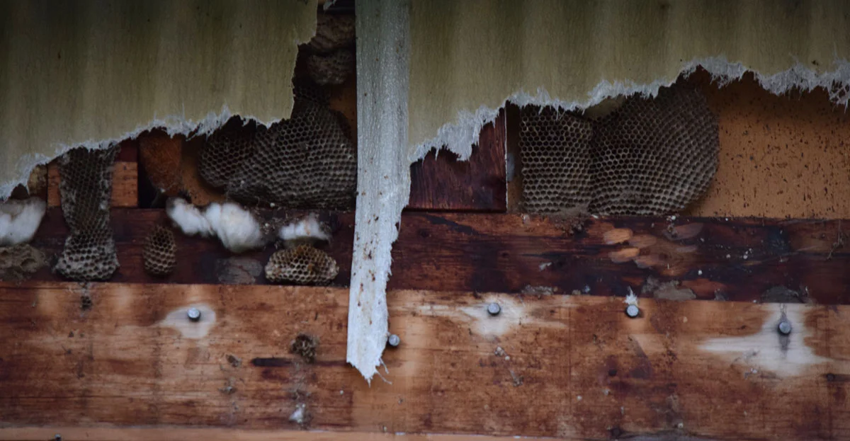 bees-nests.jpg