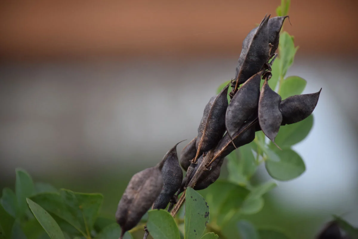 seed-pods.jpg