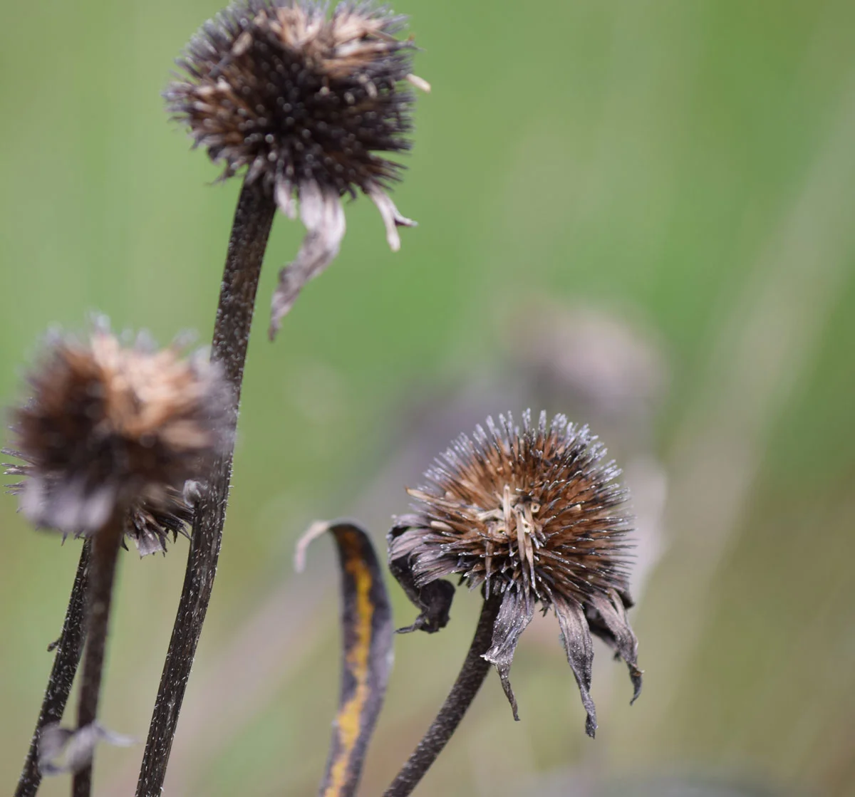 old-coneflower-stems.jpg