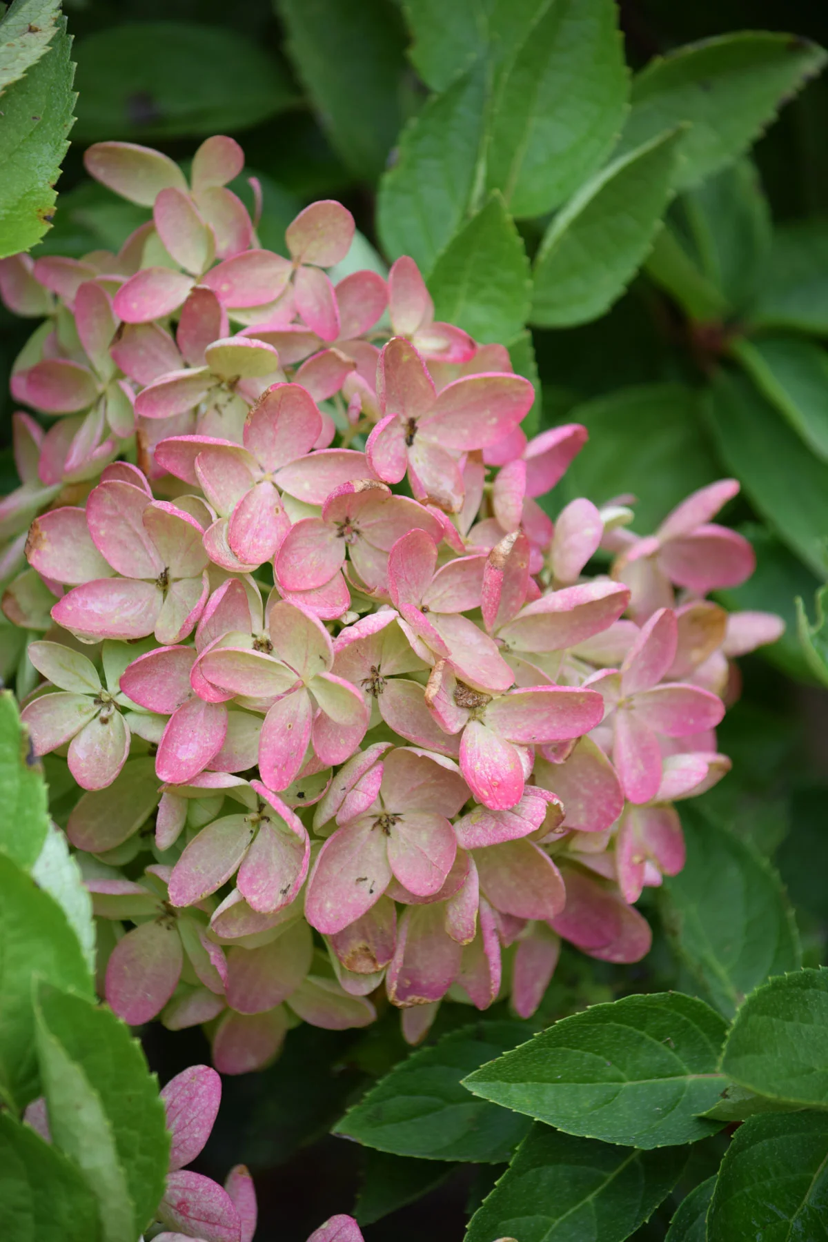 faded-pink-hydrangea.jpg