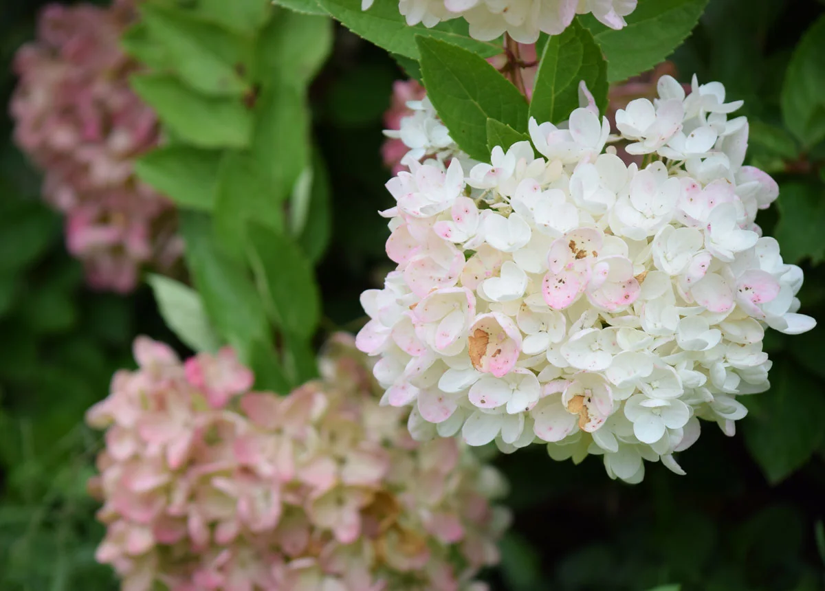white-hydrangea.jpg