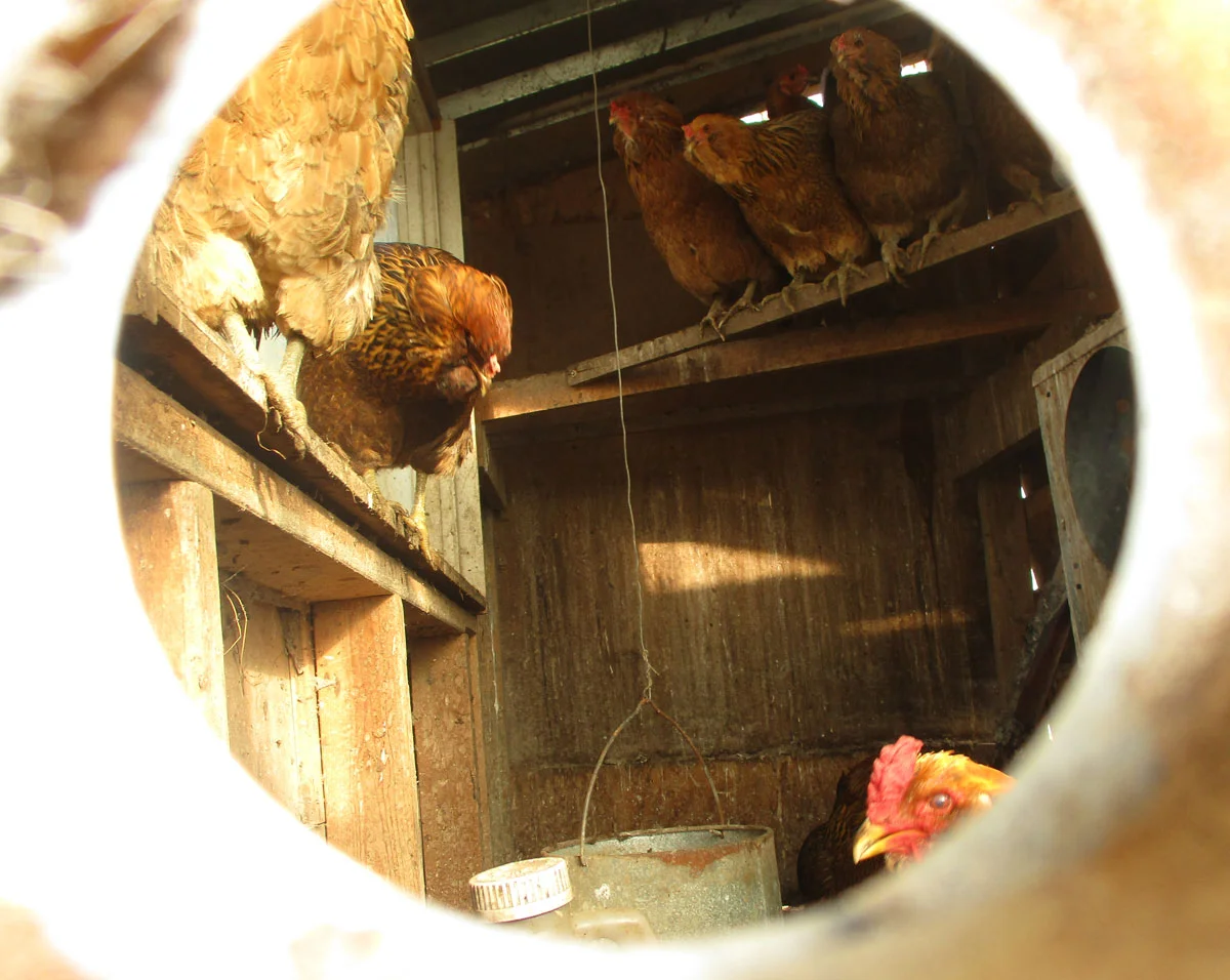chickens.jpg