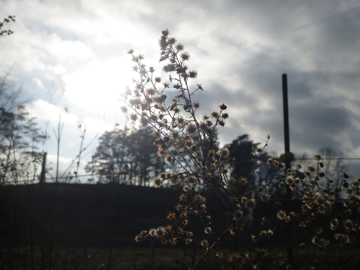 weeds.jpg