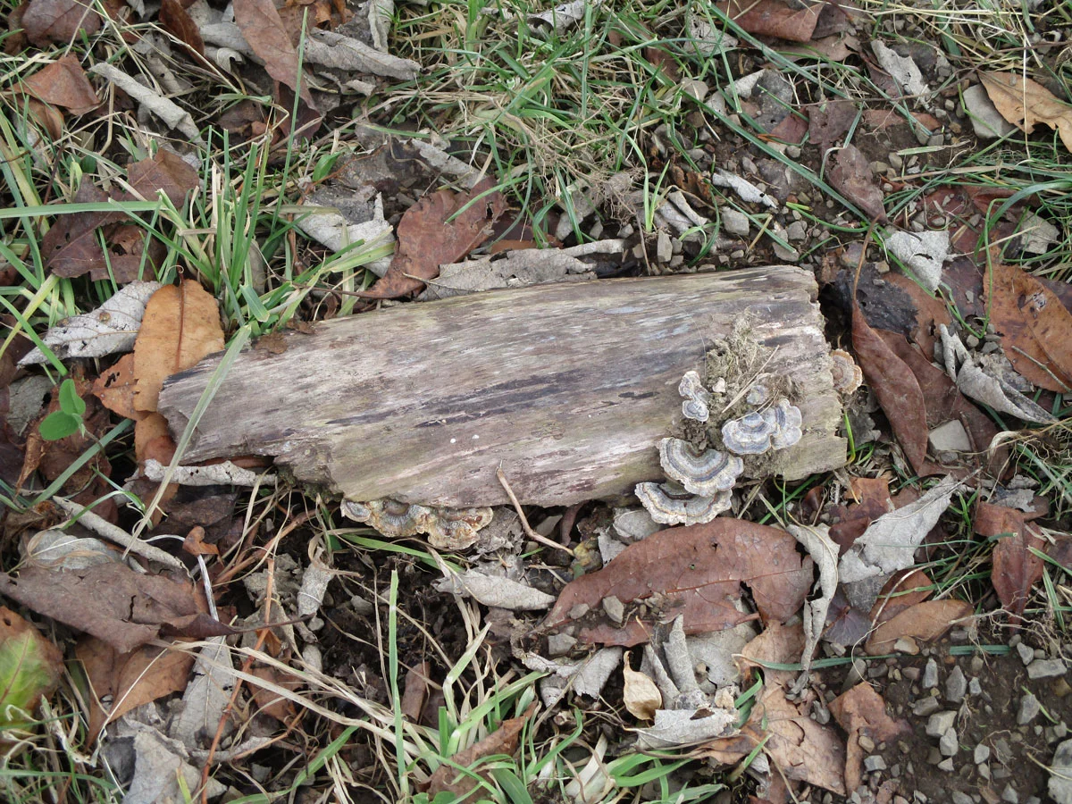wood.jpg