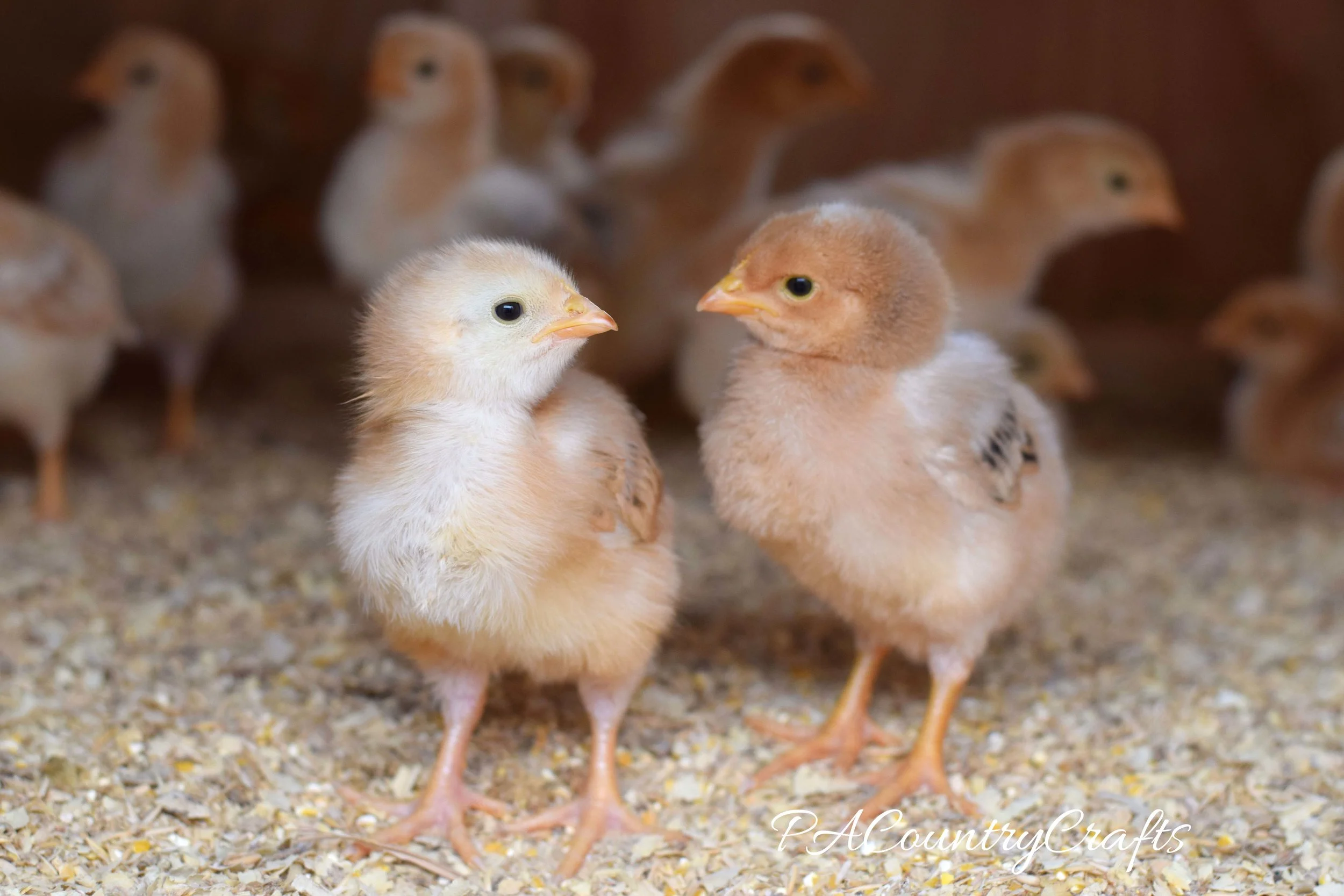 Raising Farm Kids