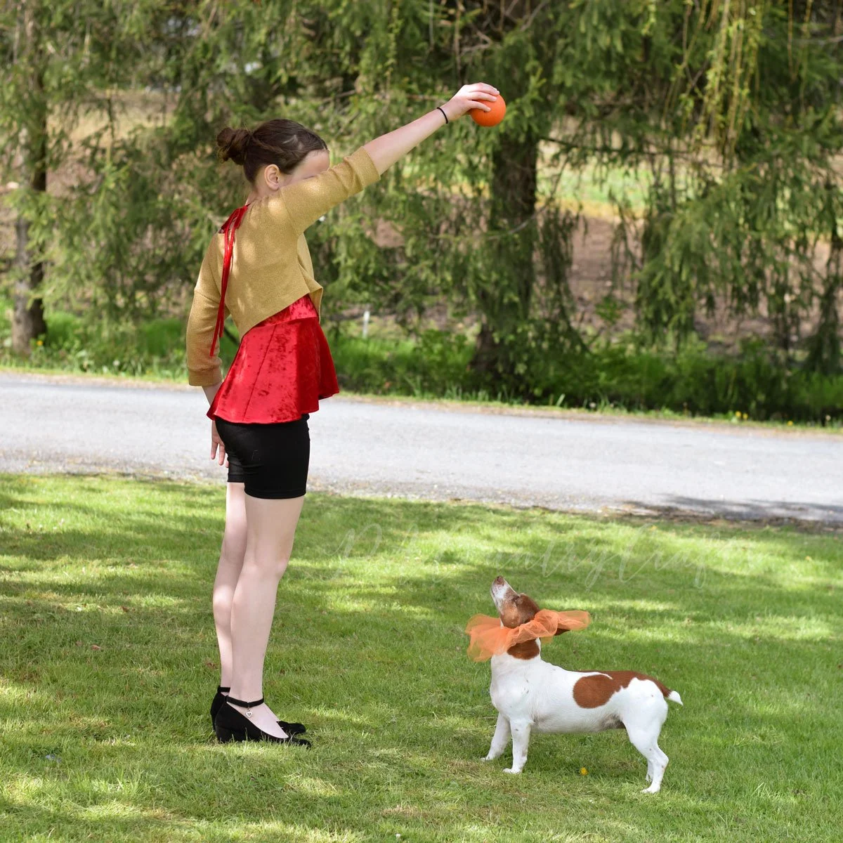 Sofiona Show Offs - Lion Tamer