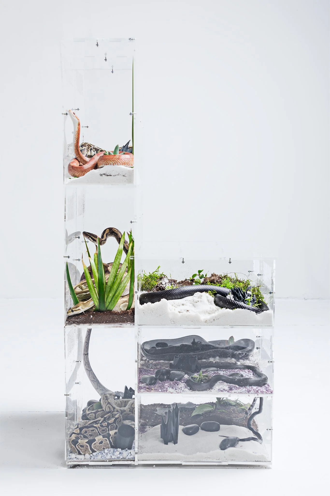 John_Rohrer_ERICA_SELLERS_SNAKES_JR03223-1_IPD(2048PXH_264PPI).JPG