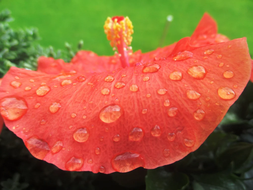 hibiscus.jpeg