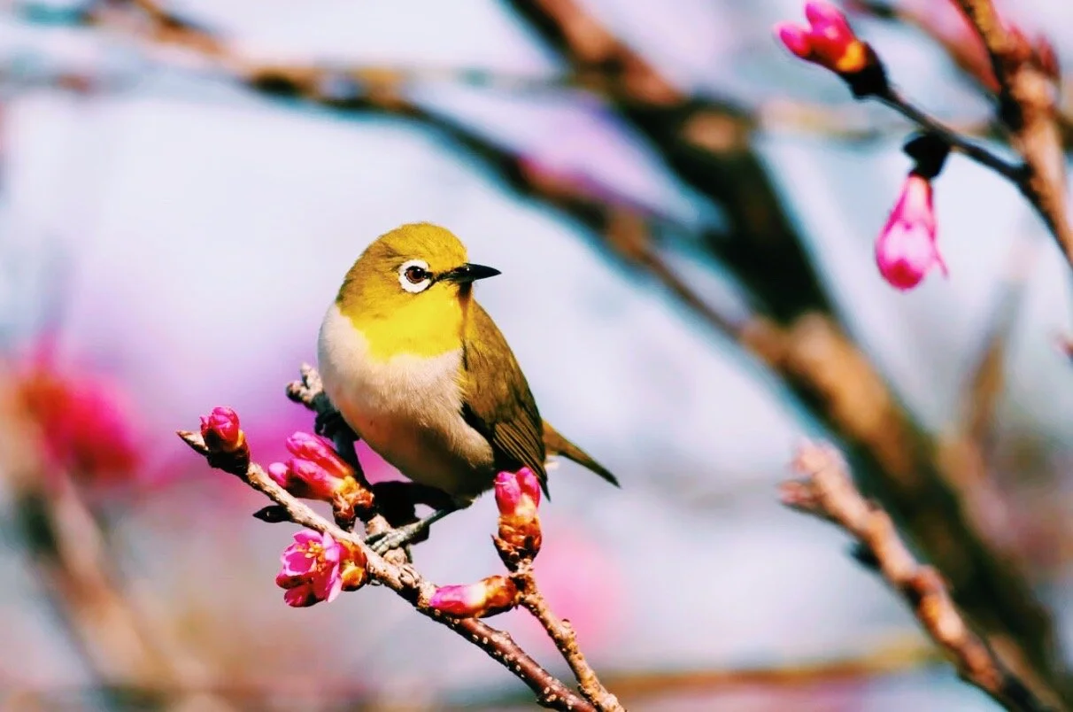 So as the Song Birds Sing: Cycles of Soul