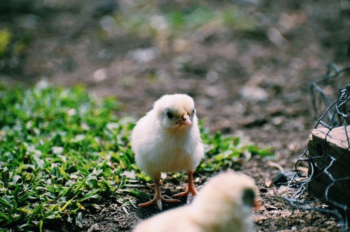 One Step at a Time: Navigating the Unknown