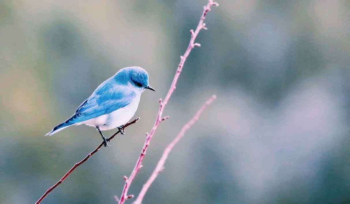 Poetry: Follow The Love