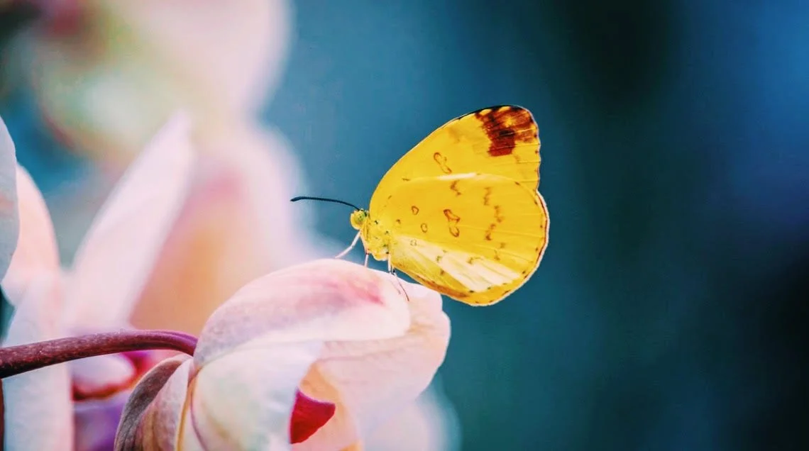 May Akashic Magic: Metamorphosis