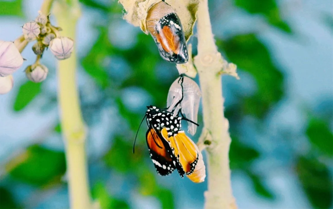 March Akashic Magic: What Is To Come