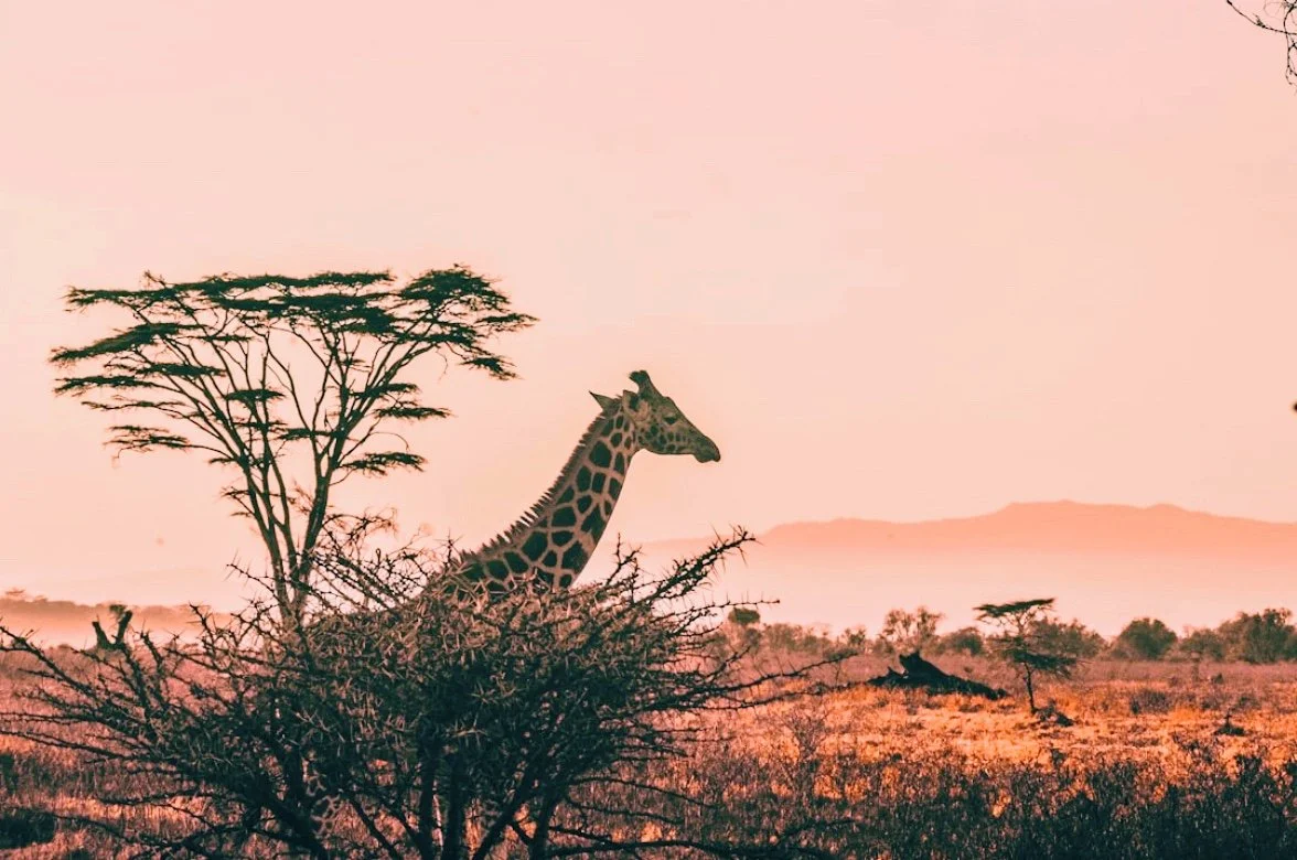 Third Quarter Akashic Magic: Safari of Soul