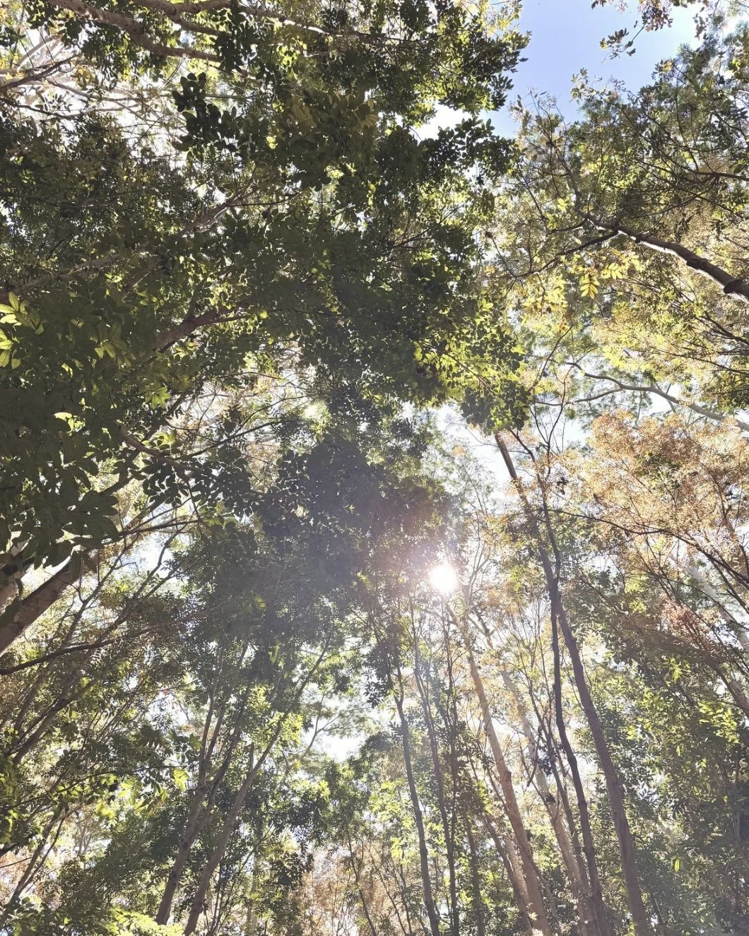 Tuesday reminder from the trees:

Stay rooted.
Reach for the light.
Don&rsquo;t overthink it.

Nature doesn&rsquo;t rush its growth&mdash;
and neither do you 🌿

There&rsquo;s room for both grounding
and becoming.

💕 Dr.BethAnne

.

.

.

#YourHeart