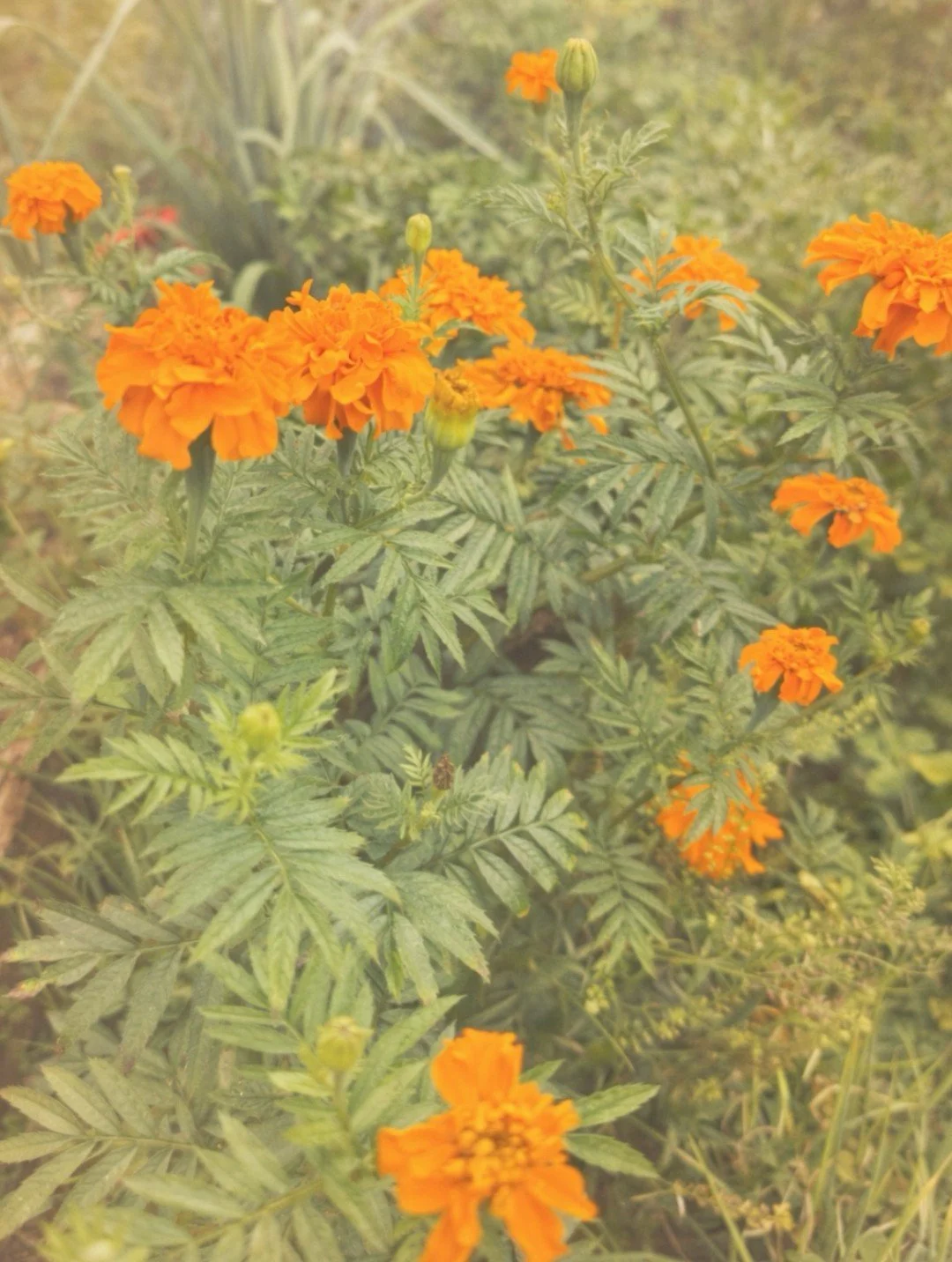 Little gifts from nature I spotted on a recent run&hellip;

A reminder to slow down
just enough to notice&mdash;
the color, the beauty,
the quiet magic woven into everyday moments.

It&rsquo;s always there, waiting for us 🤍

Wishing you a beautiful 