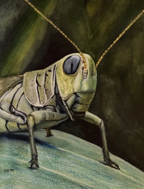 Cricket Warrior