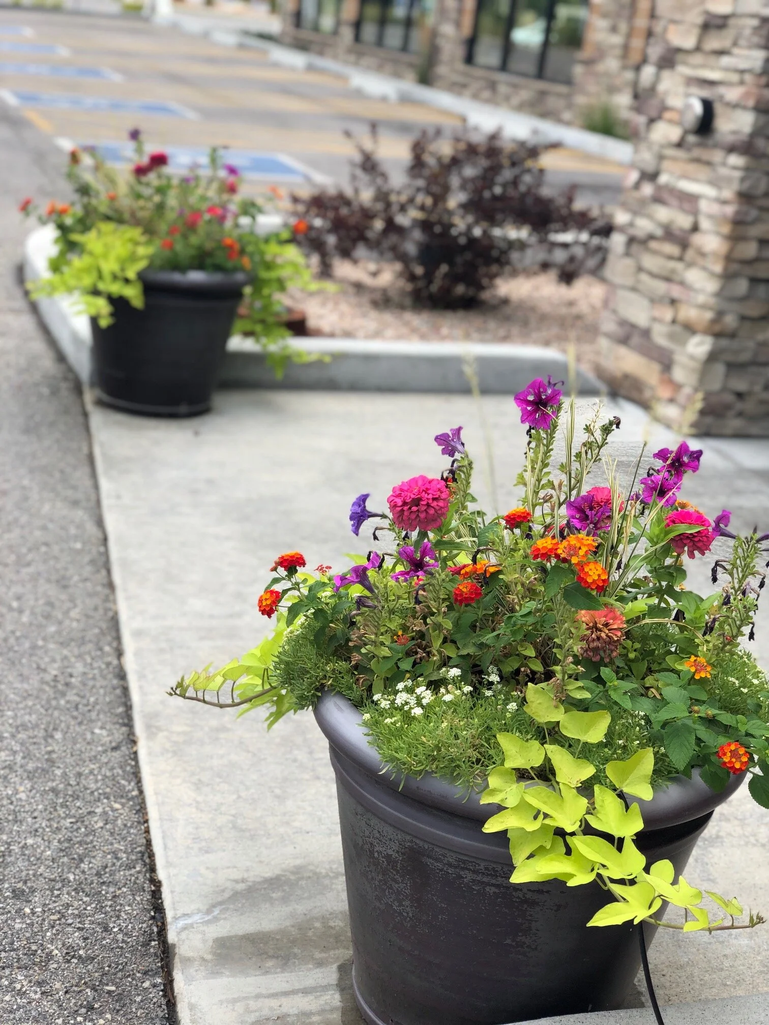 Everything You Need To Know About Planting Annuals — Lawn Thumbs