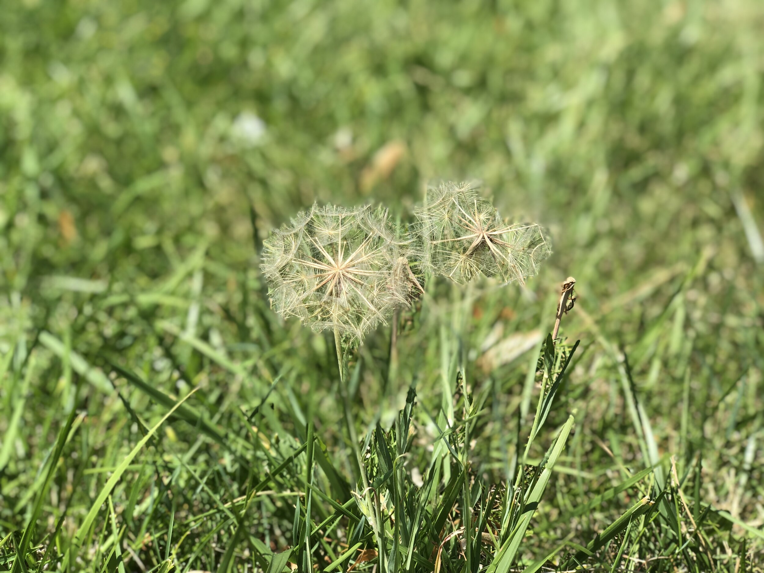 12 Tips For Weeding Flower Beds — Lawn Thumbs