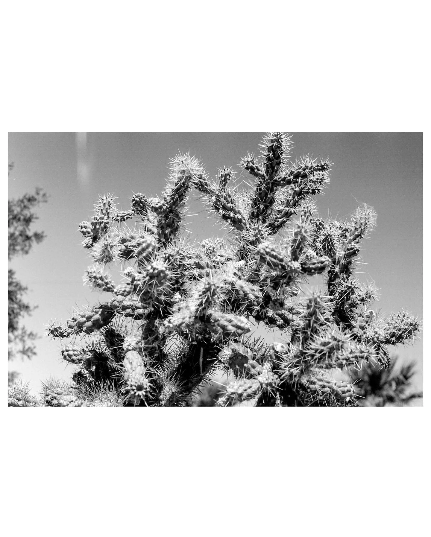 Every time I use B&amp;W film I still think of this music video 🤌  All taken in the Salton Sea, Sept of 23 - Fuji Acros 100 ii on a (broken) Leica M3 

#filmisnotdead #shootfilm #filmphotography #film
#35mm #35mmphotography #filmwave
#35mmstreetphot