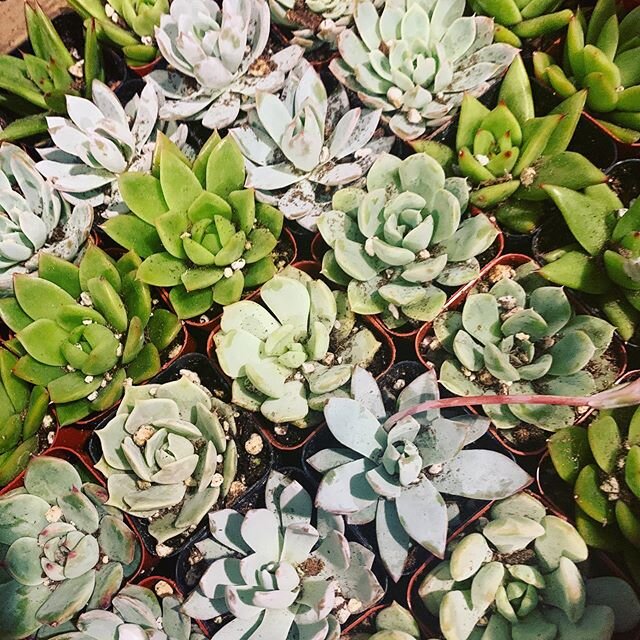 Just received these darling succulent favors from @succulentsource for an event we have this weekend! Thanks for always providing amazing service Lora!