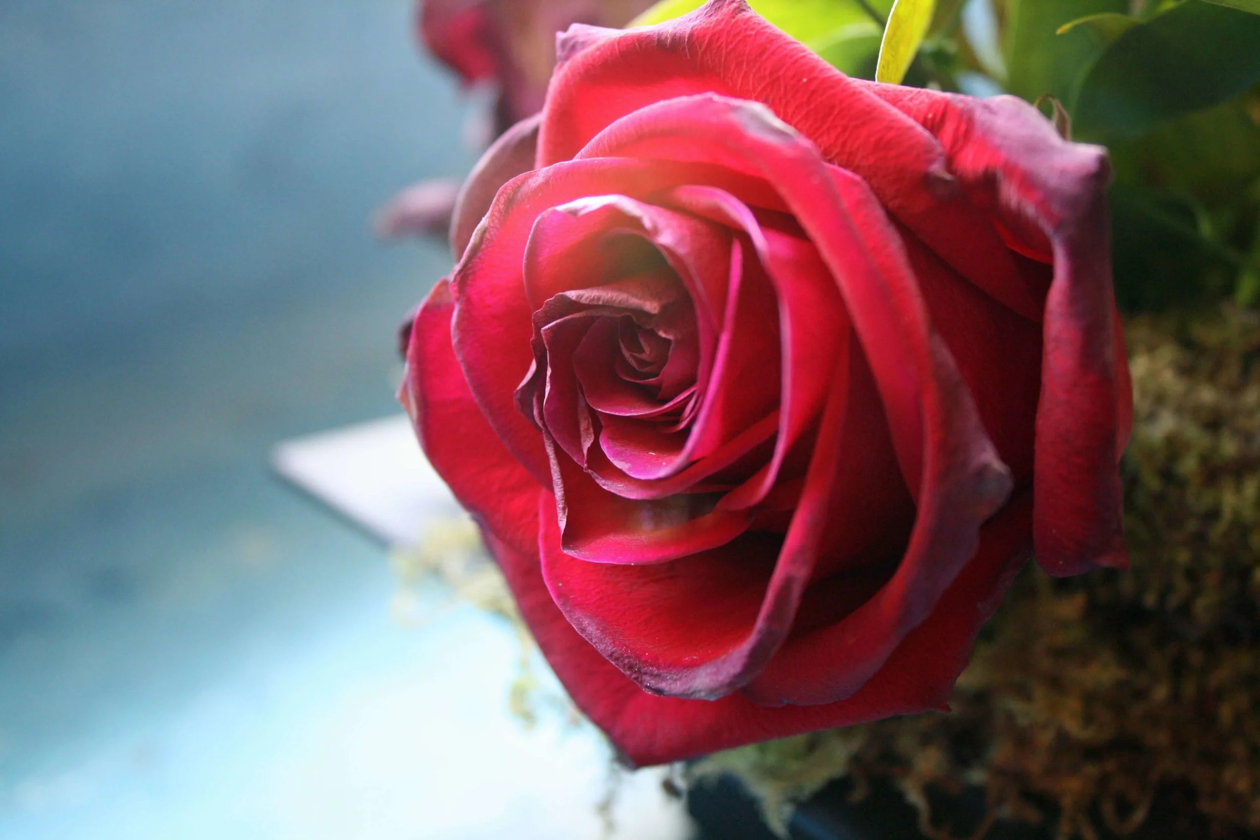 Buying Fresh Flowers and Other Matters of Hebel