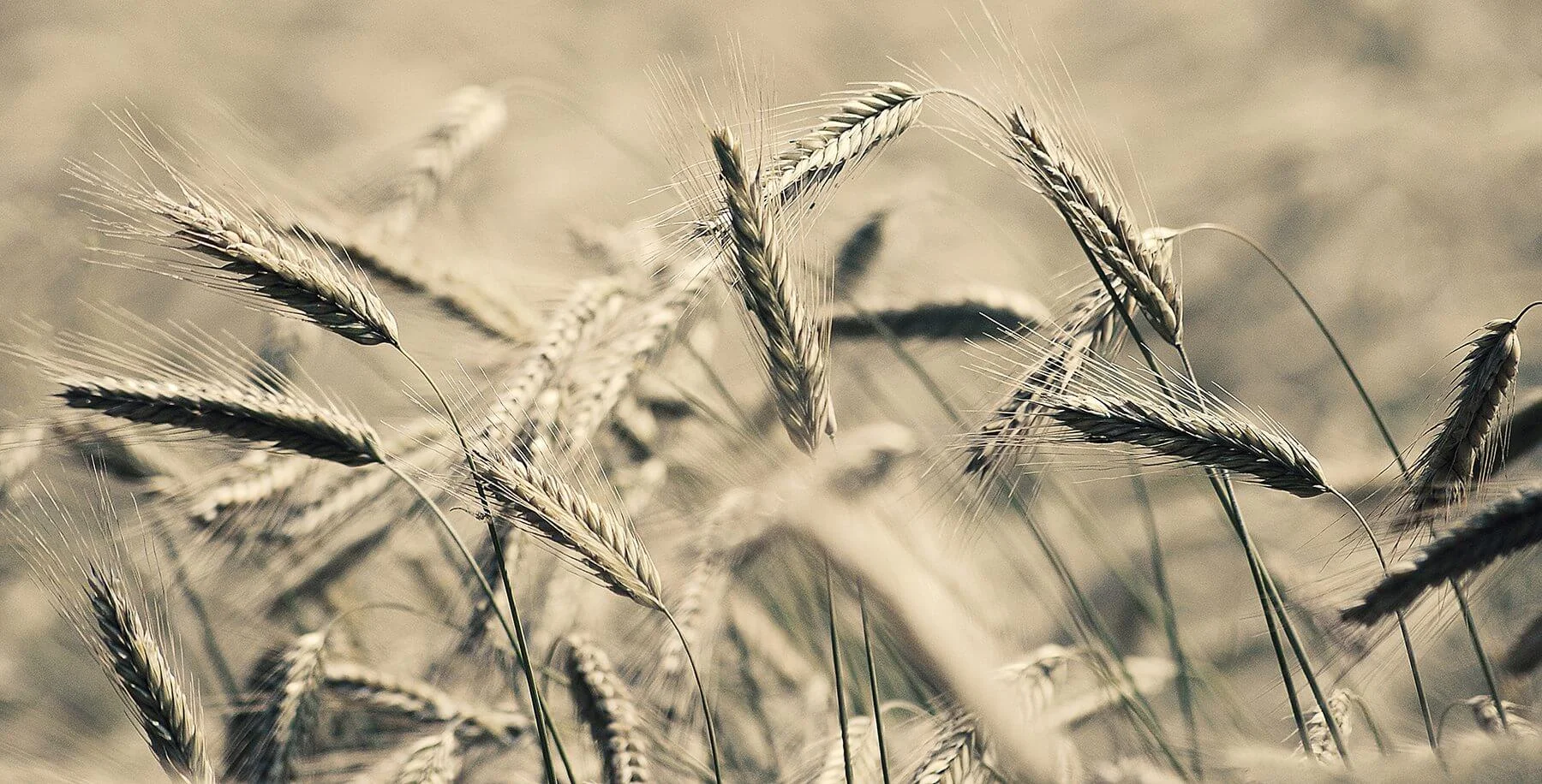 Patience with the Process: Farming in the Kingdom