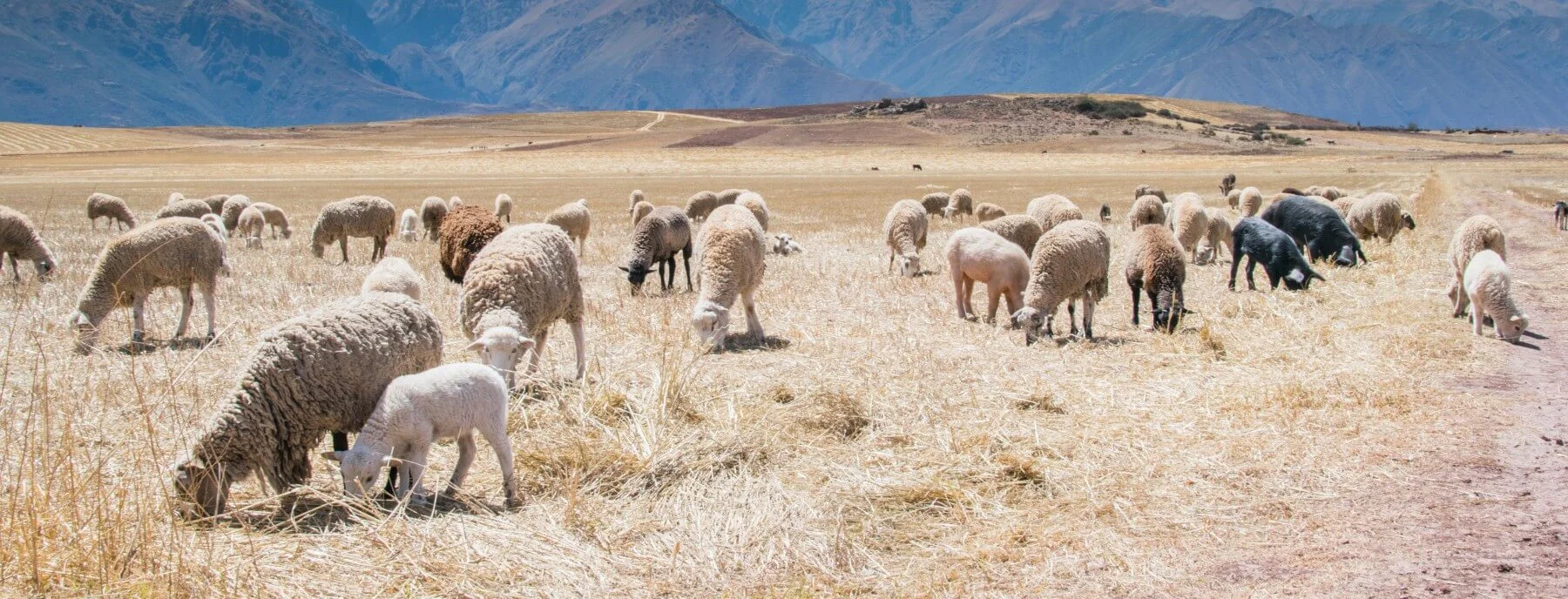 Shepherds vs. Hirelings