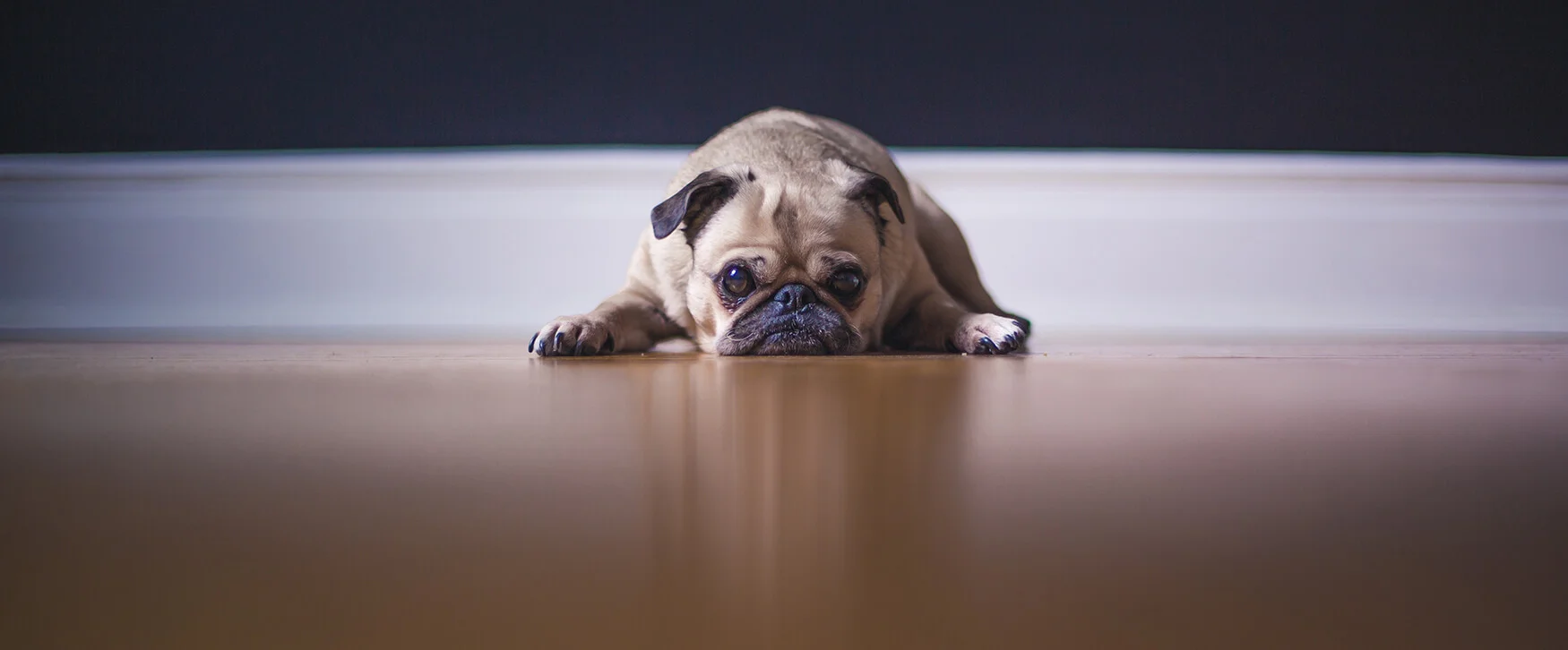 Old Dogs, New Tricks