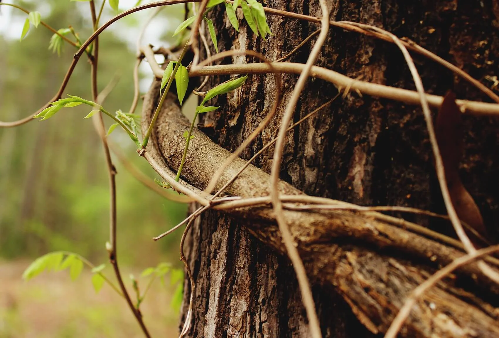 Book Review: The Trellis and the Vine by Colin Marshall and Tony Payne