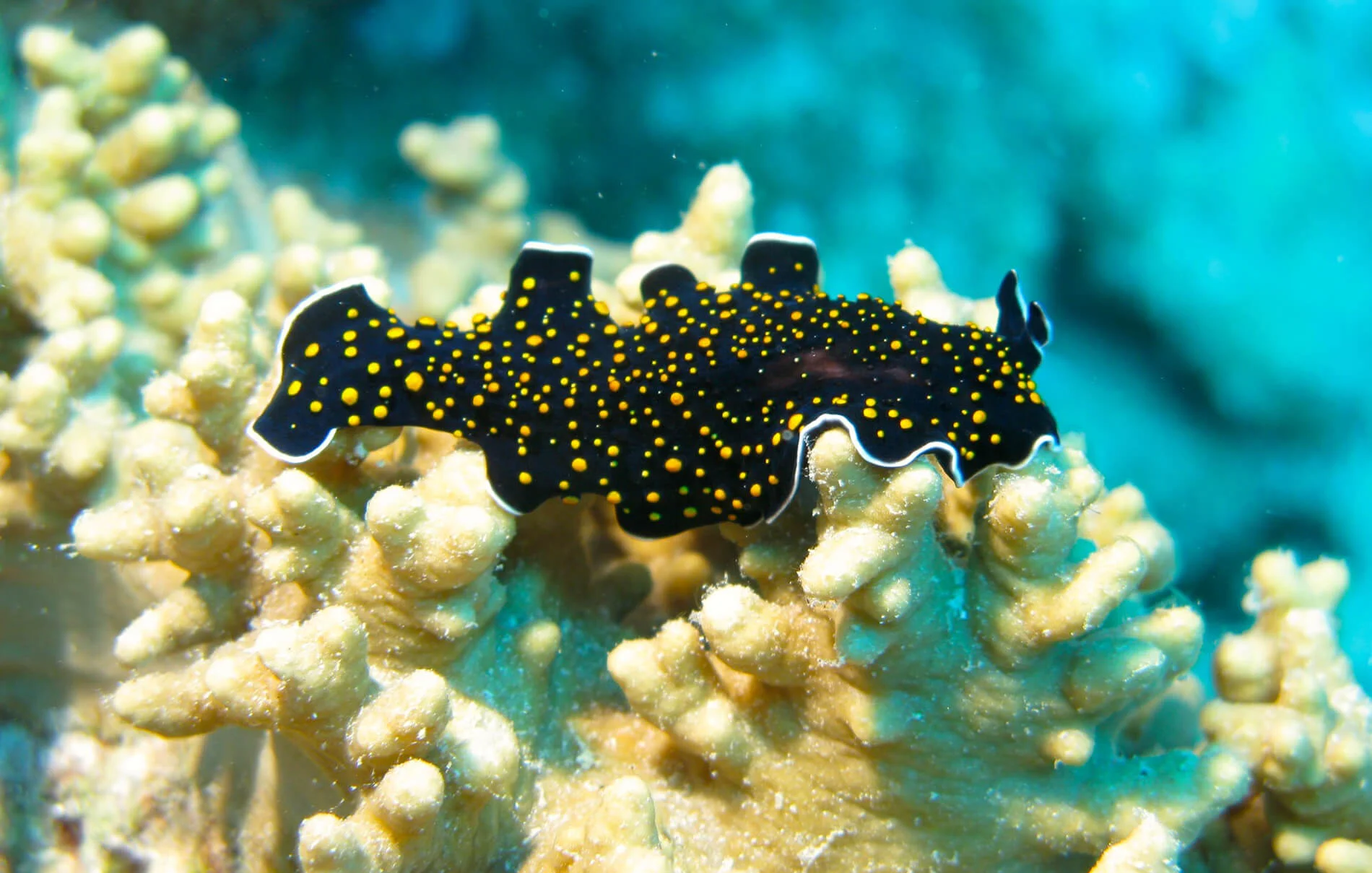 A Reminder from Flat Worms